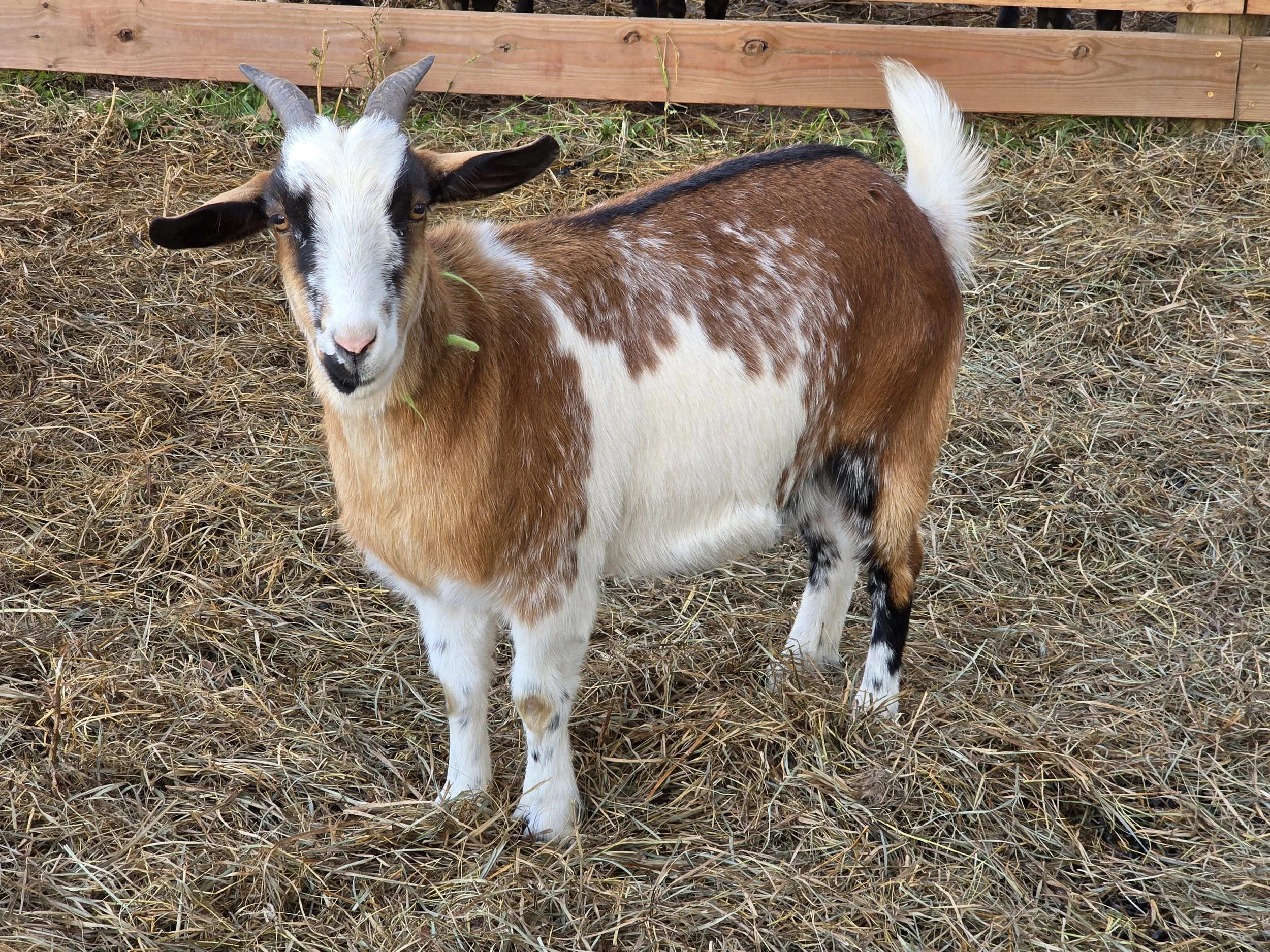 Bur Oak Acres Doeling