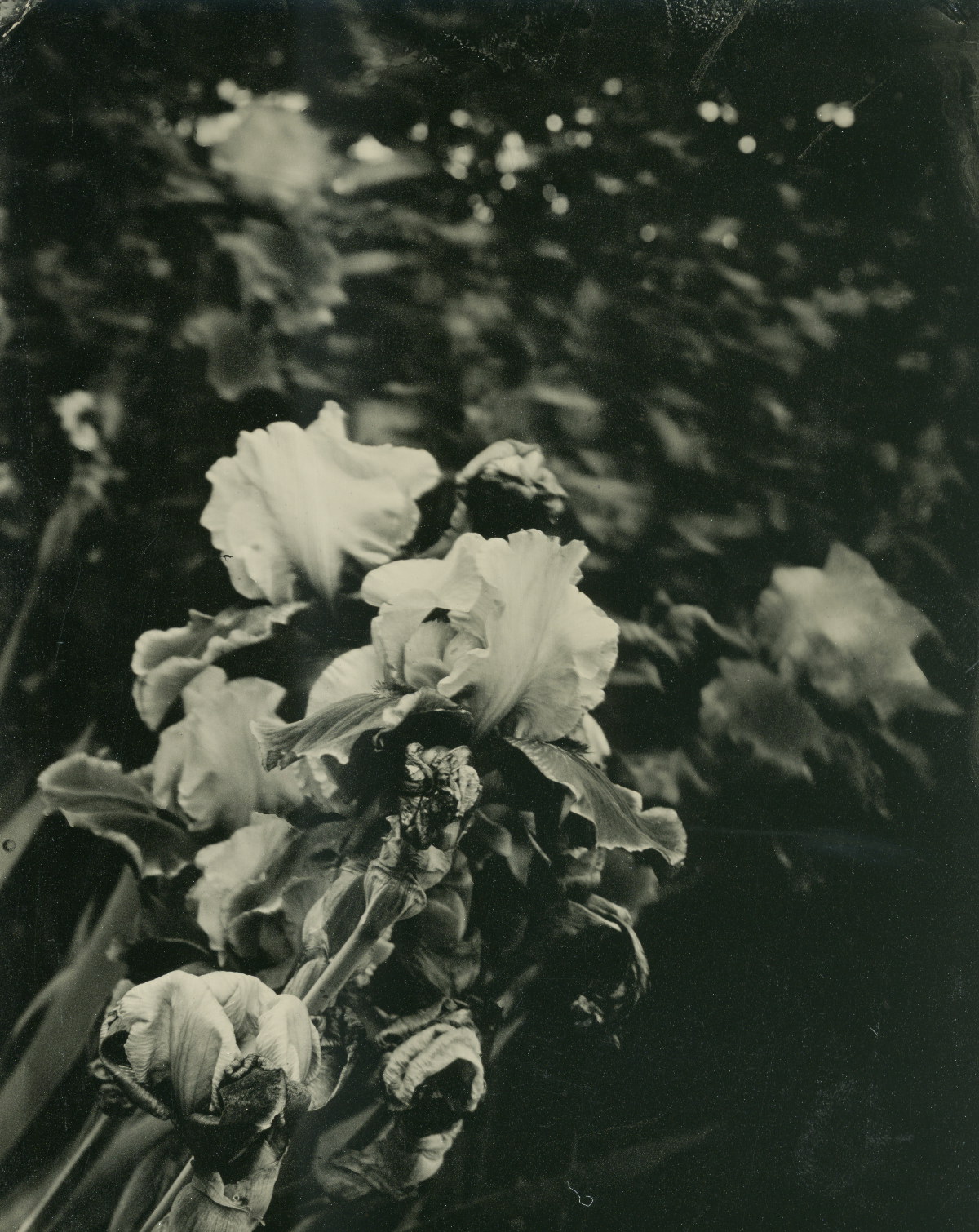 Tin Type