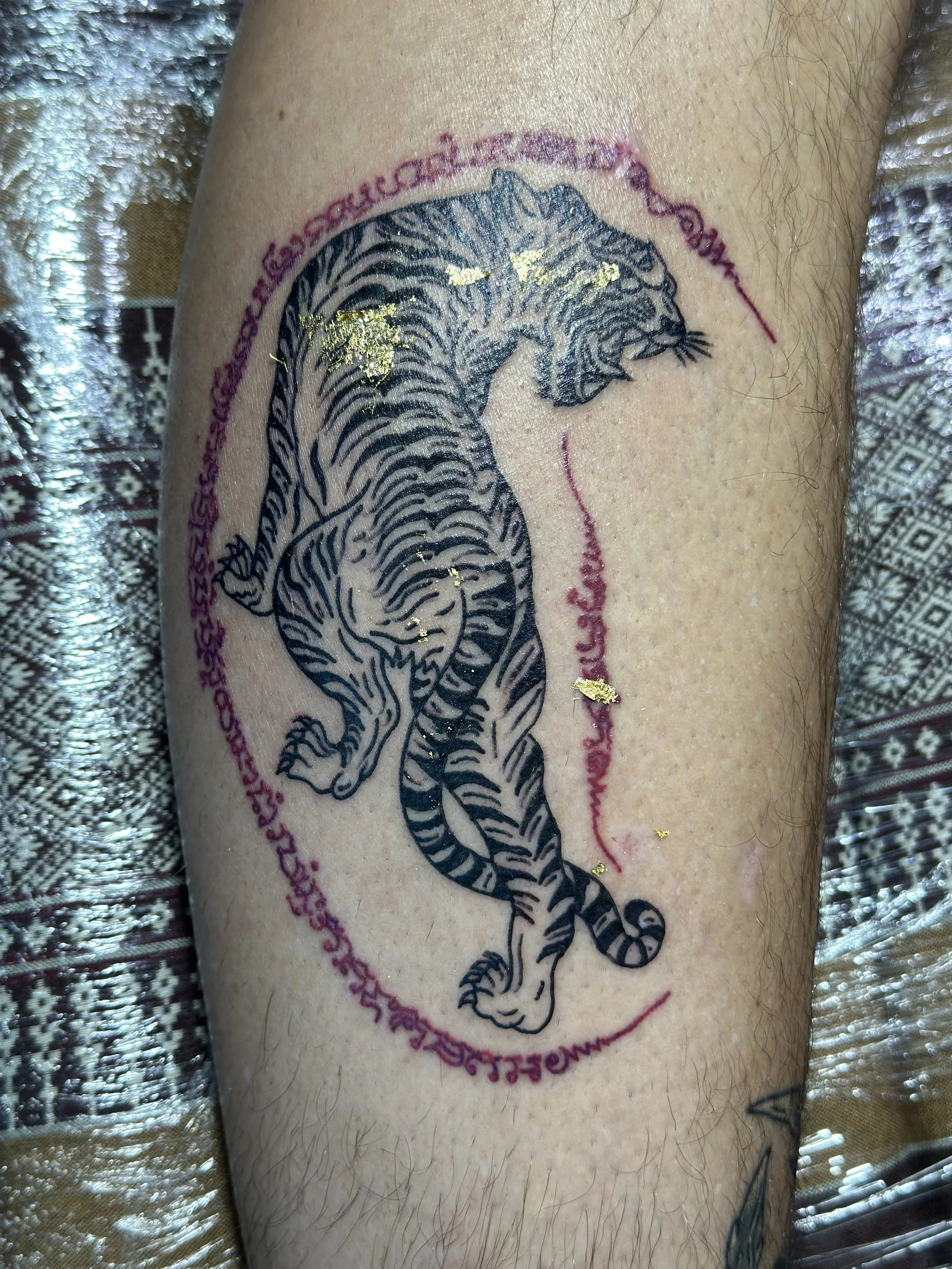 Tiger Looking Backwards with black and red ink