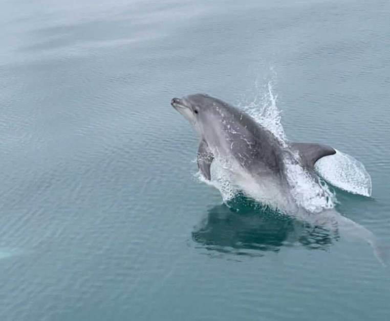 Dolphins aren’t discard… so why are hundreds dying in trawler nets in the UK each year?