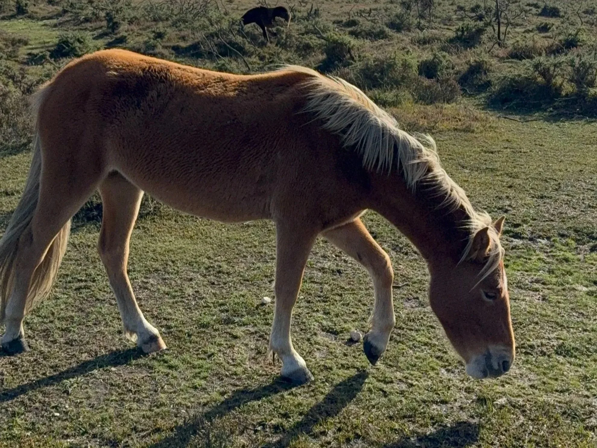 Wild horses, wildfires and wild hopes