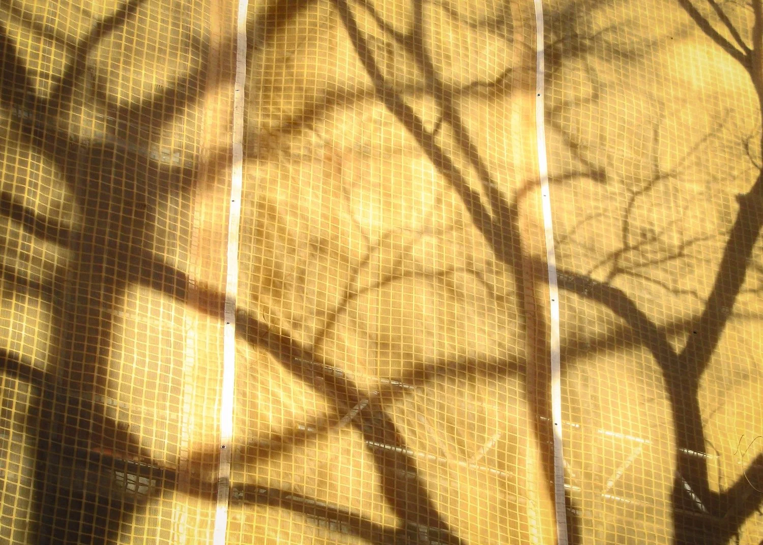 Tree Services Sydney