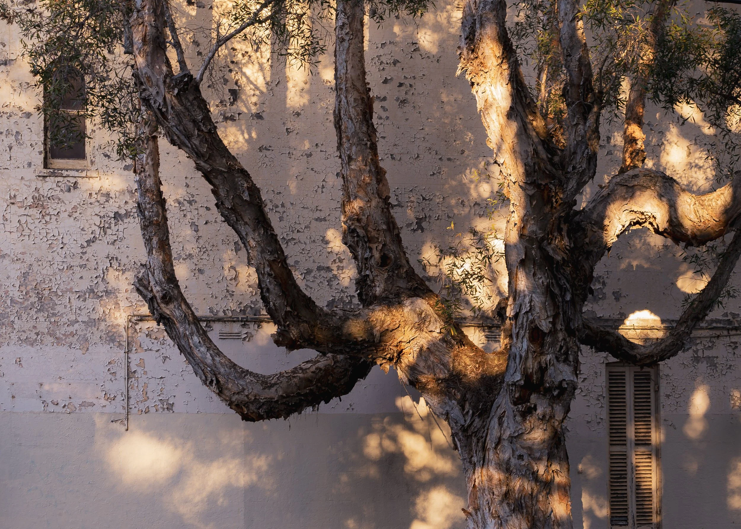 A tree with textured, gnarled branches in front of a textured building wall with peeling paint and small windows, illuminated by soft sunlight.