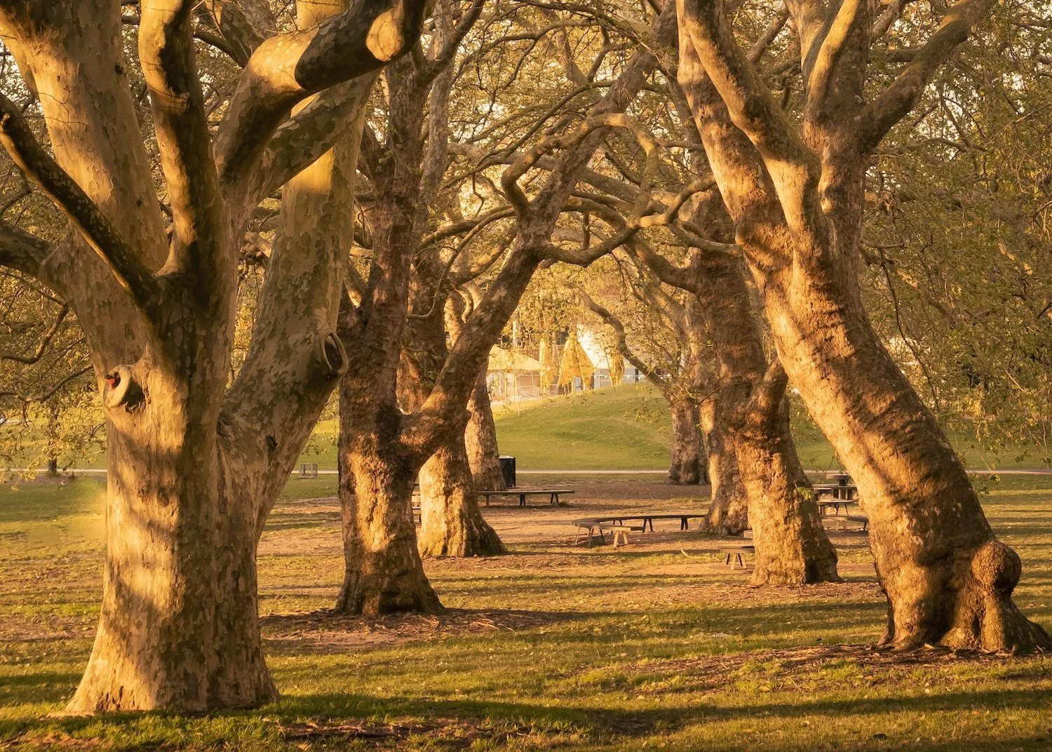 Tree Space Consulting Tree Lopping Services