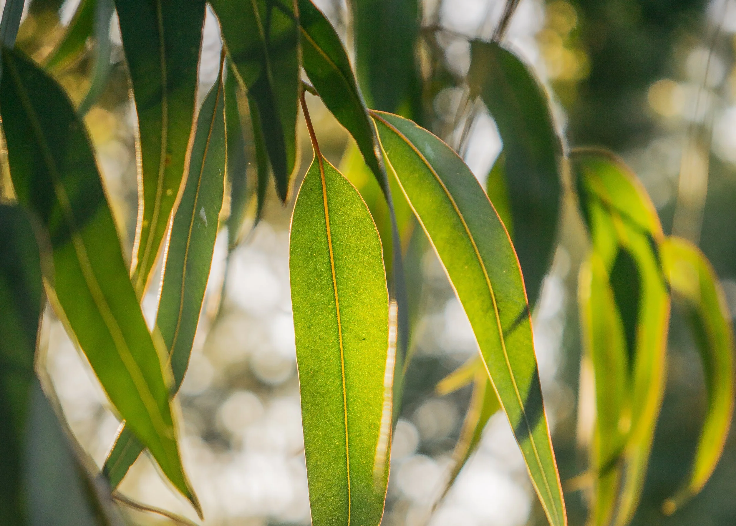 Close-up of green eucalyptus leaves with sunlight shining through, blurred background.
