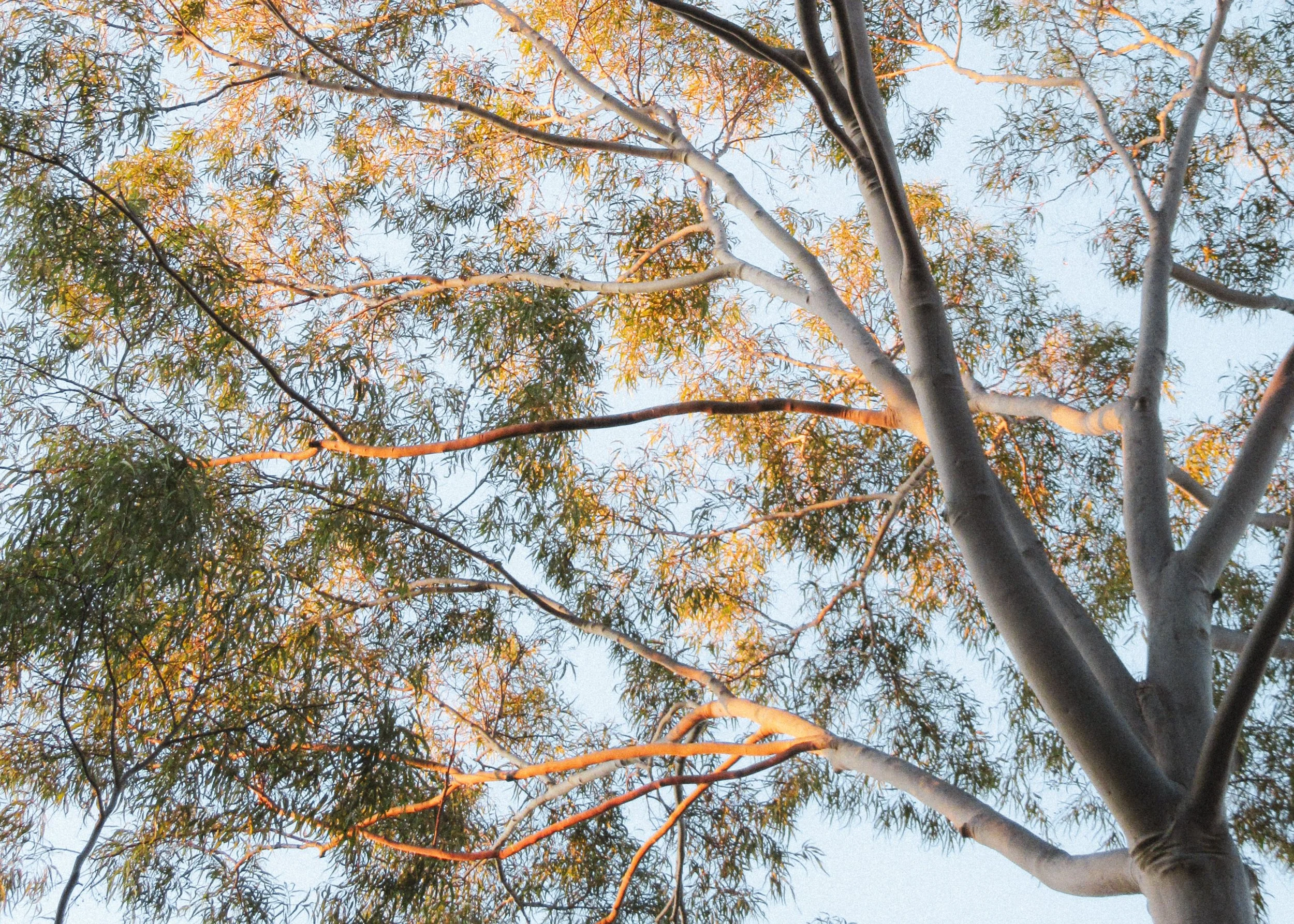 Photo of a tall tree with green and yellow leaves, taken from below against a pale blue sky.
