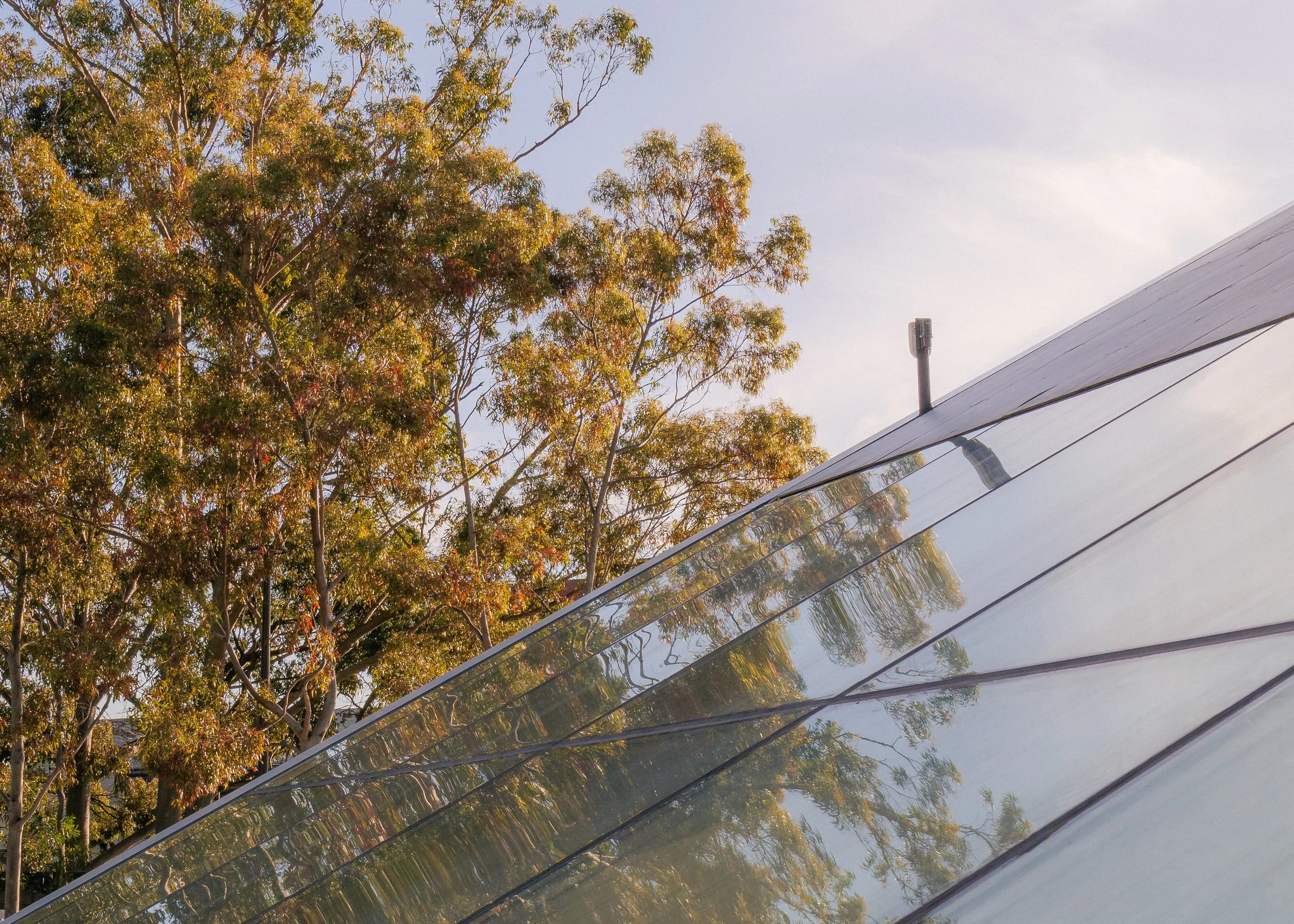 Tree Space Consulting Tree Lopping Services