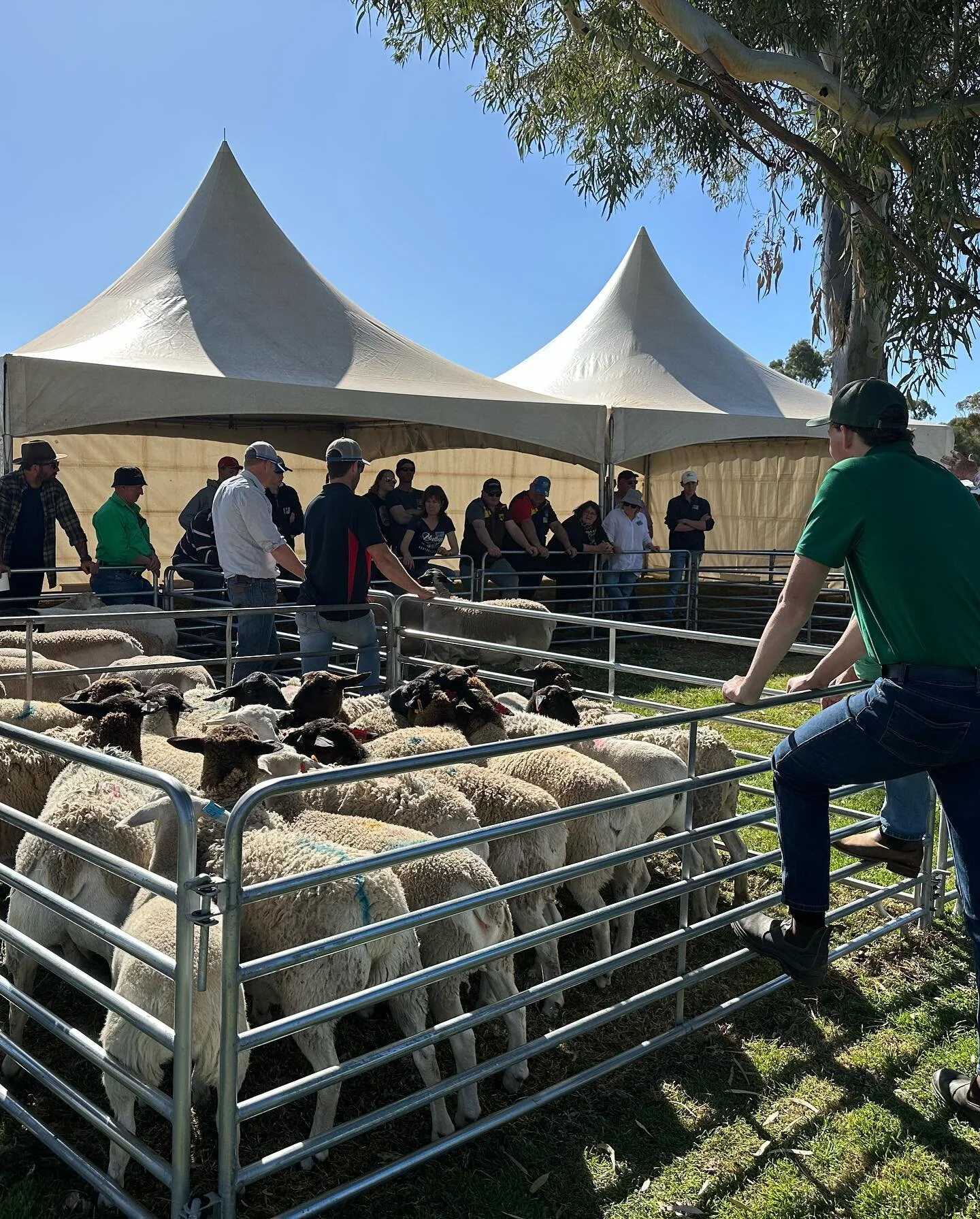 Absolutely stoked with the attendance at the info day we organised with 50 attendees throughout the day. We hope everyone took home some information to implement on their own farms. #mtwedgedorpers #dorpers #sheddingsheep #australiasprefferedmeatshee