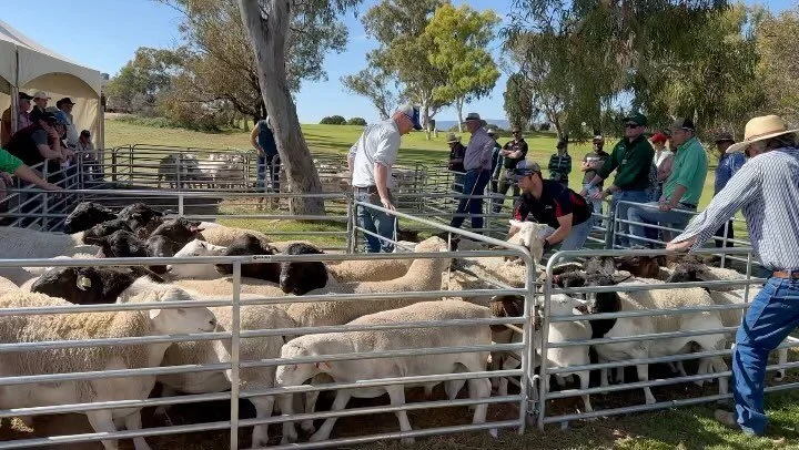 A month has passed since the information day at Port Augusta. 

Such a fun day teaching the breed standard to farmers and educating them on systems that make all commercial dorper flocks a success. #dorpers #australiaspreferredsheddingsheep