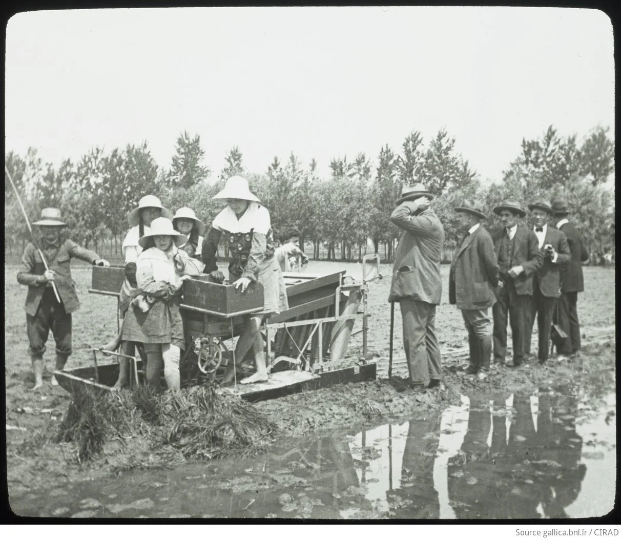 Rice Knowledge and Practices between Pacific Asia and West Africa