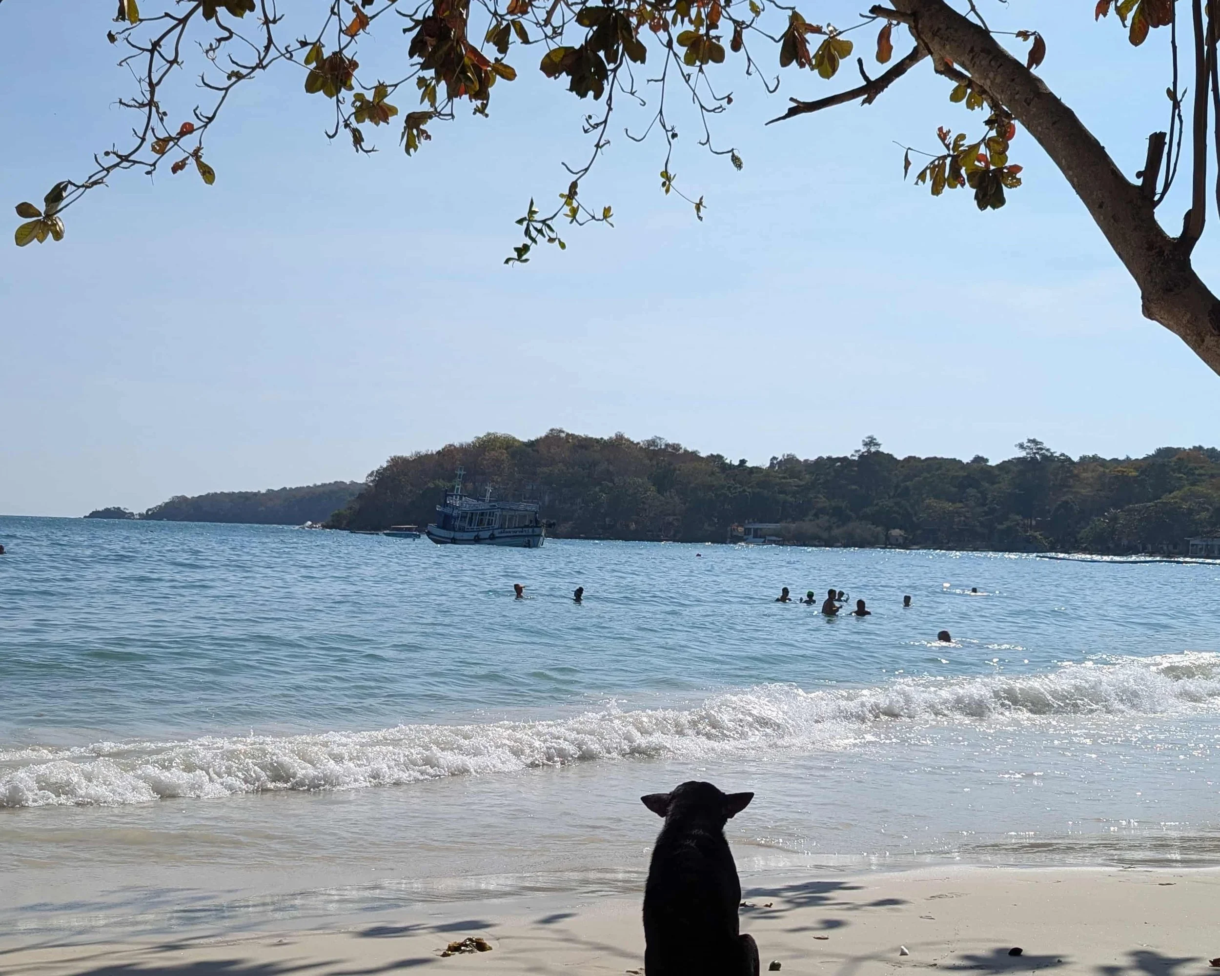 A dog on a beach in Koh Samet