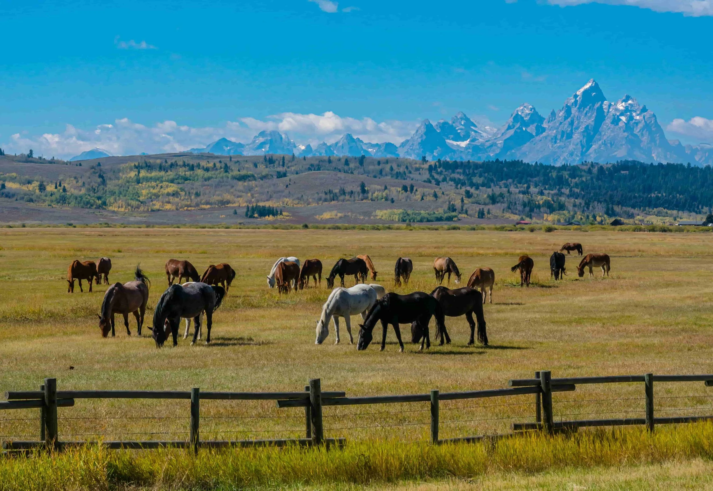 a lawn with horses and mountains in the background