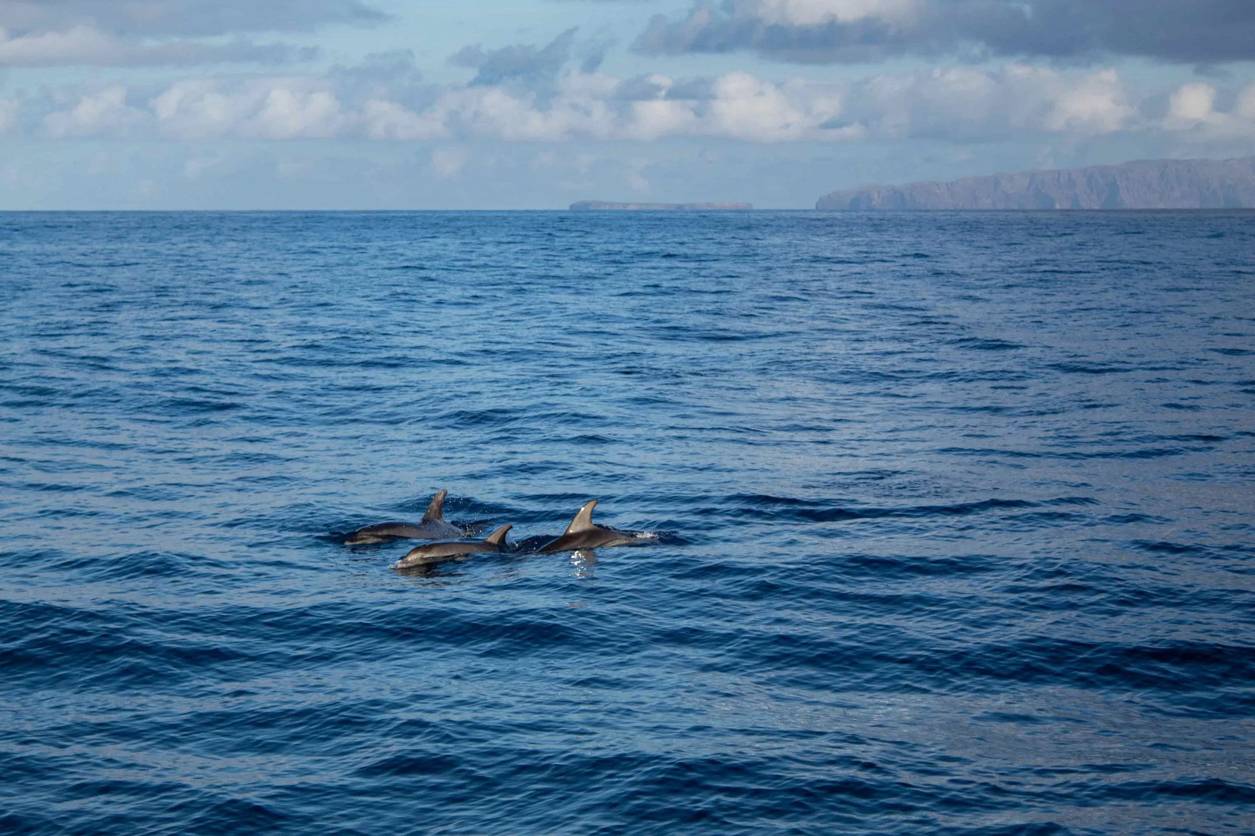 3 dolphins in the sea at Madeira