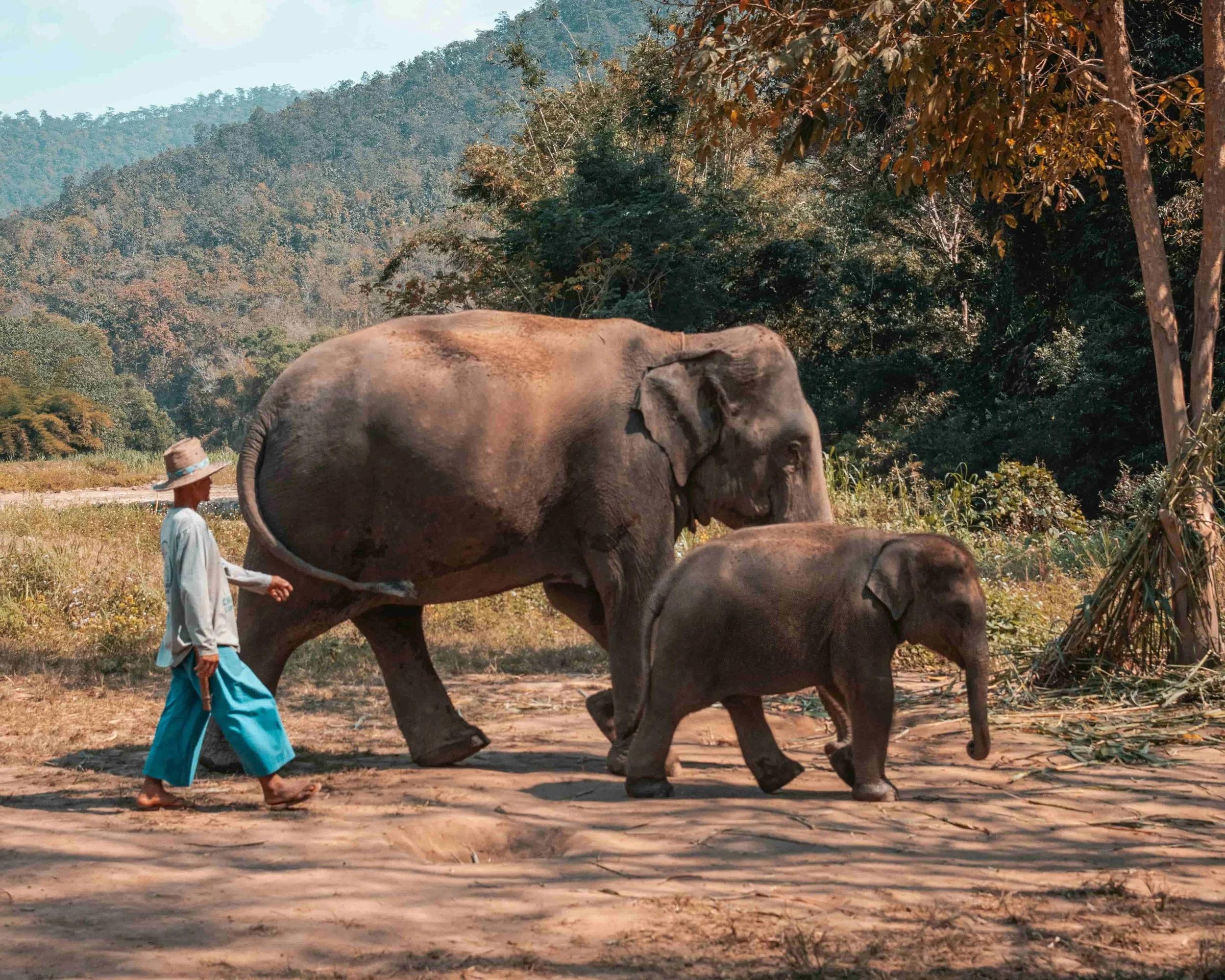 A person walking with two elephants in Thailand