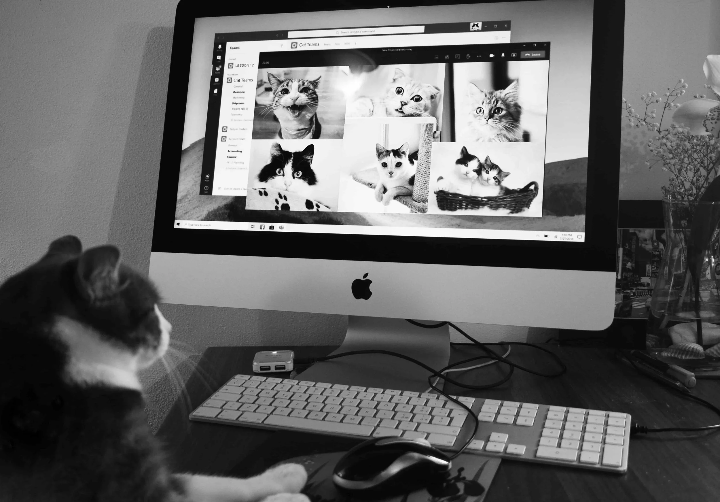 A black and white picture of a cat on a computer looking at other cats