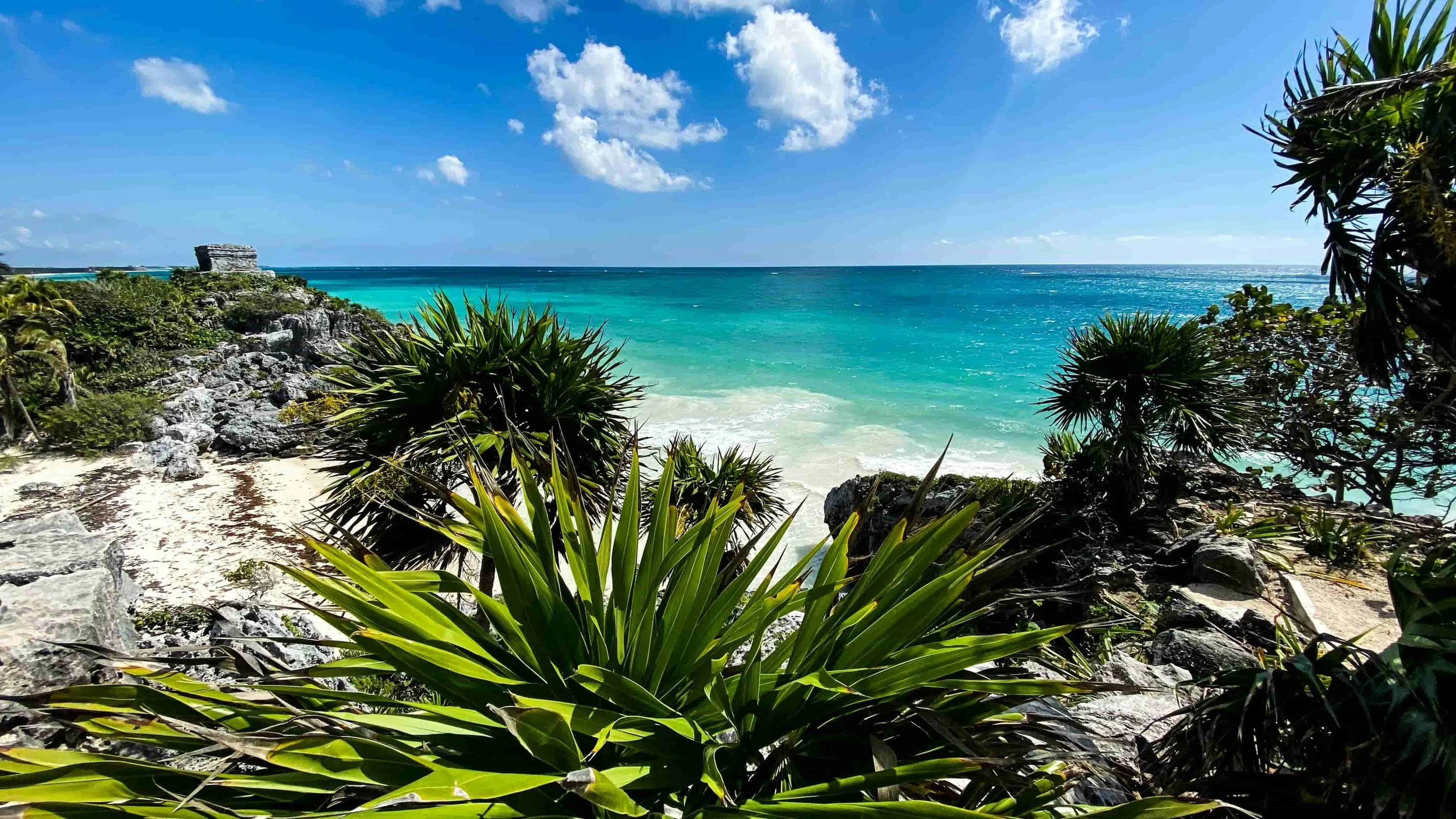 A beach in Cancun with tropical plants