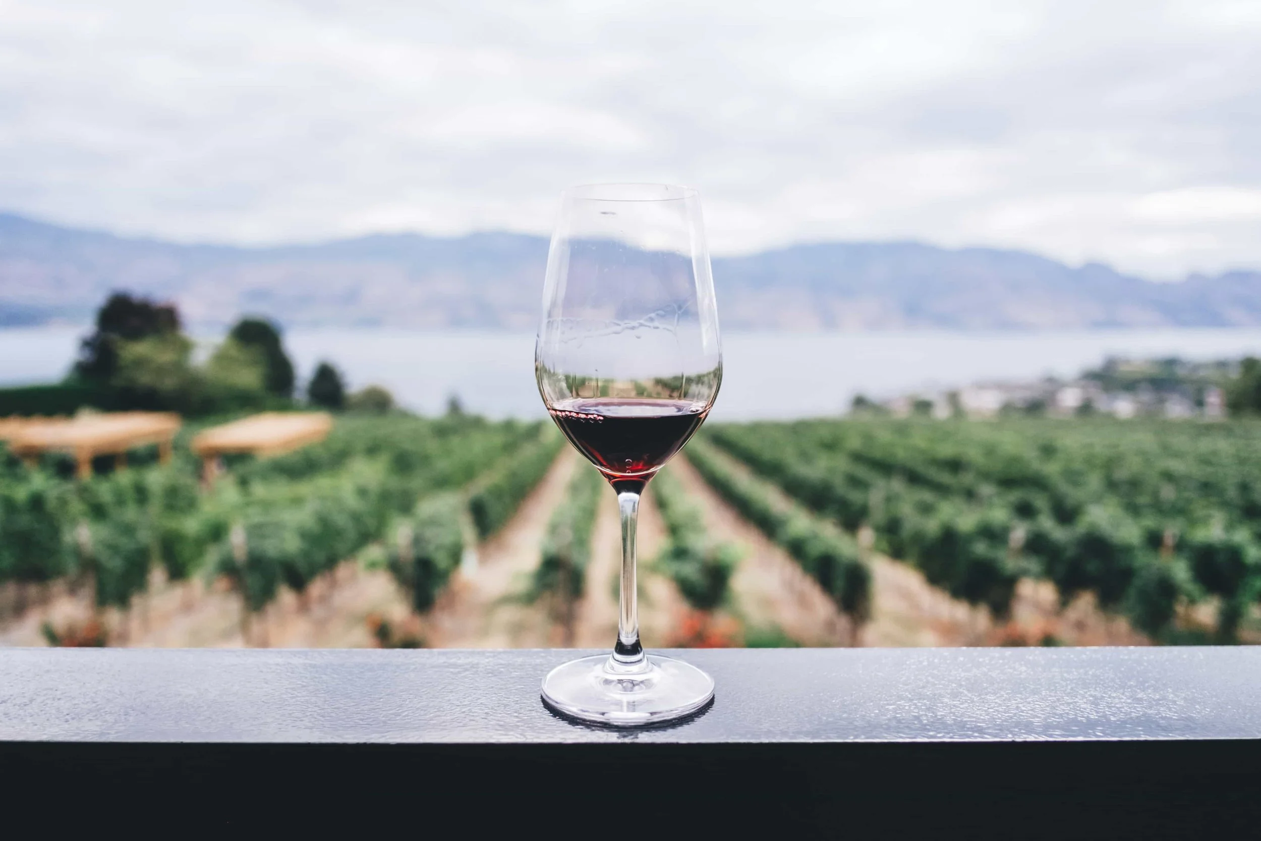 A glass of wine and in the background a vineyard