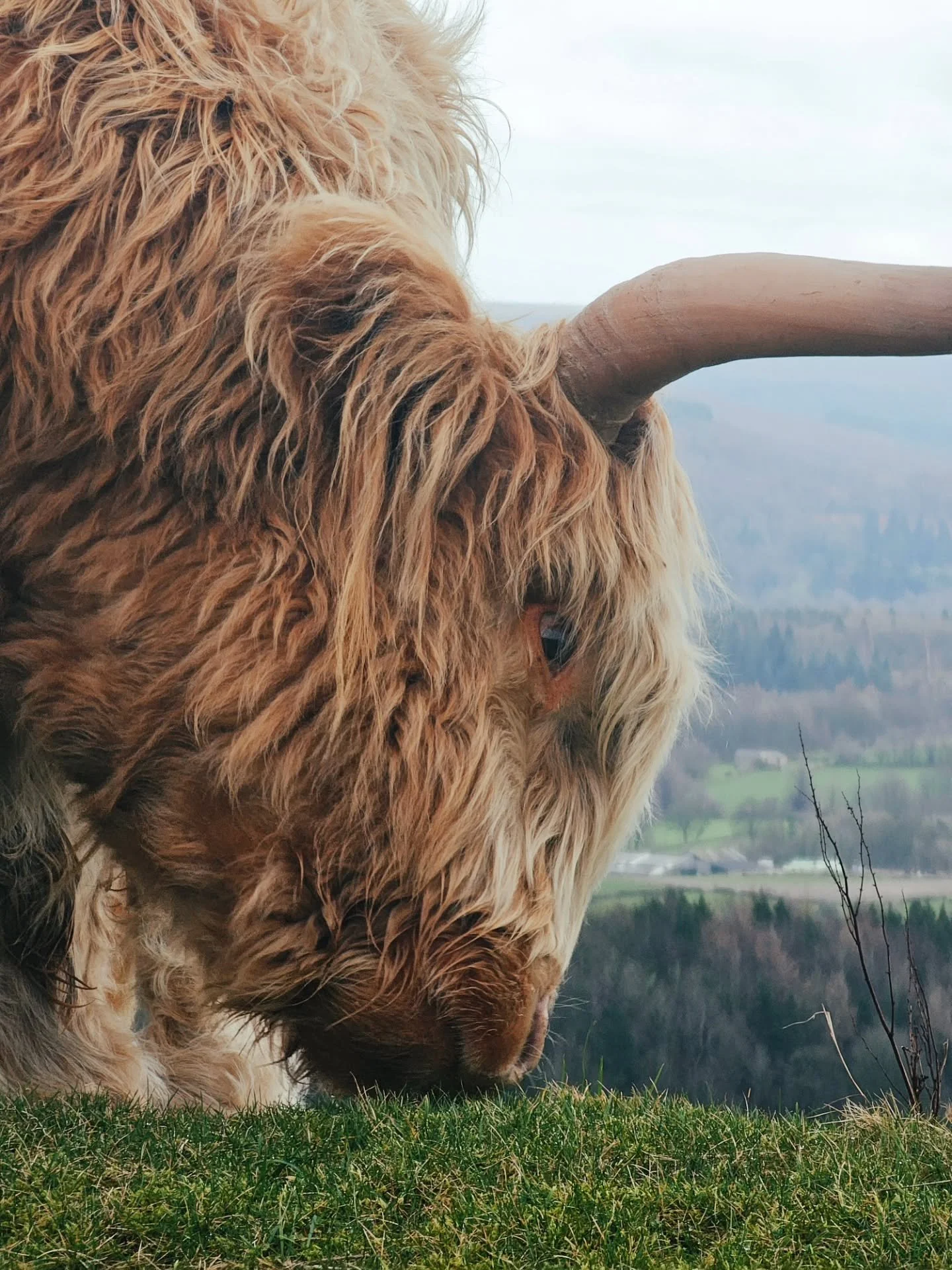 FRIENDLY ENCOUNTERS
One of the best things about Tor Divide is the company you keep along the way. From stubborn sheep to laid-back cows, friendly chats with locals and with fellow bikepackers, the Peak always finds a way to make the ride feel welcom