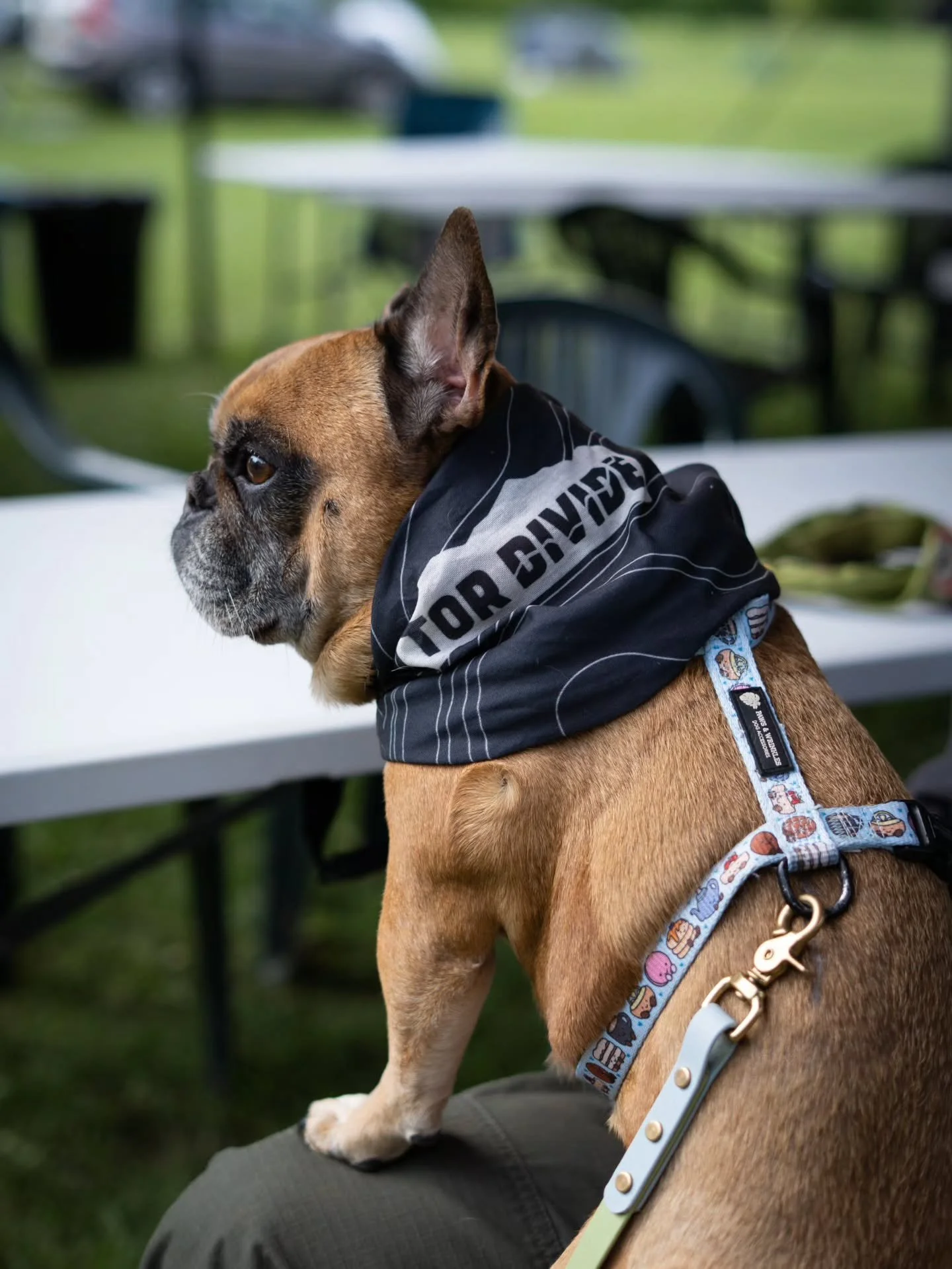 OFFICIAL DIVIDE DOG 🐶 
Tor Divide bandana on, best seat in the house. Rating: 10 out of 10, very good boy.

📸@rambling_on_wheels
@schwalbetyresuk @tailfincycling @ciovita @beespokewheels_uk @genesisbikesuk