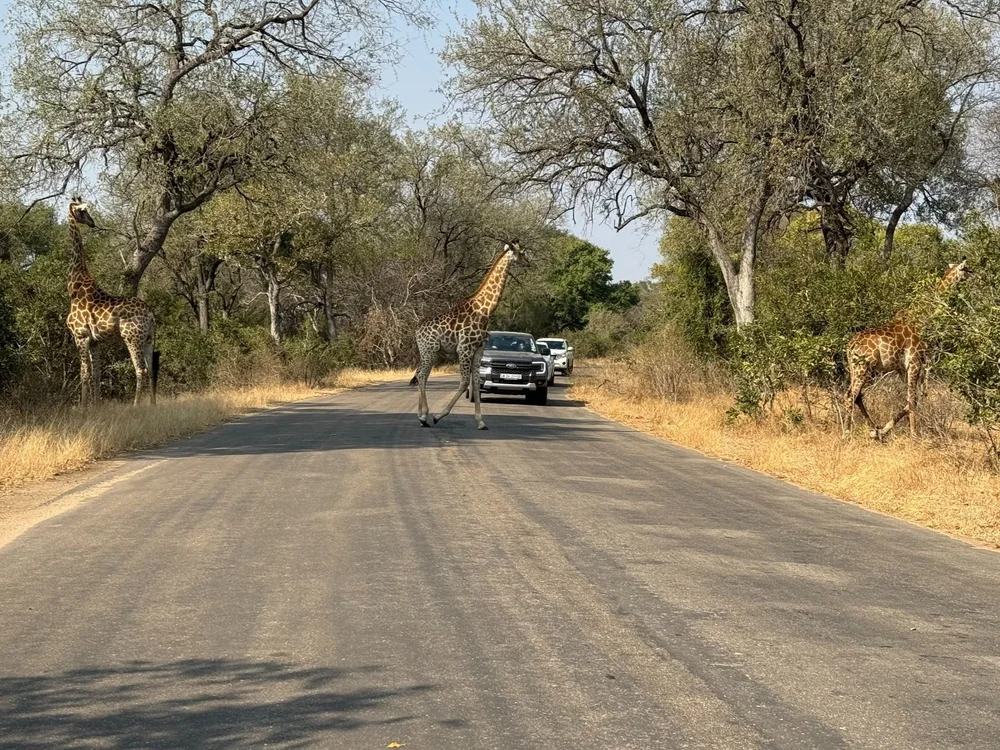 Giraffe after arrival