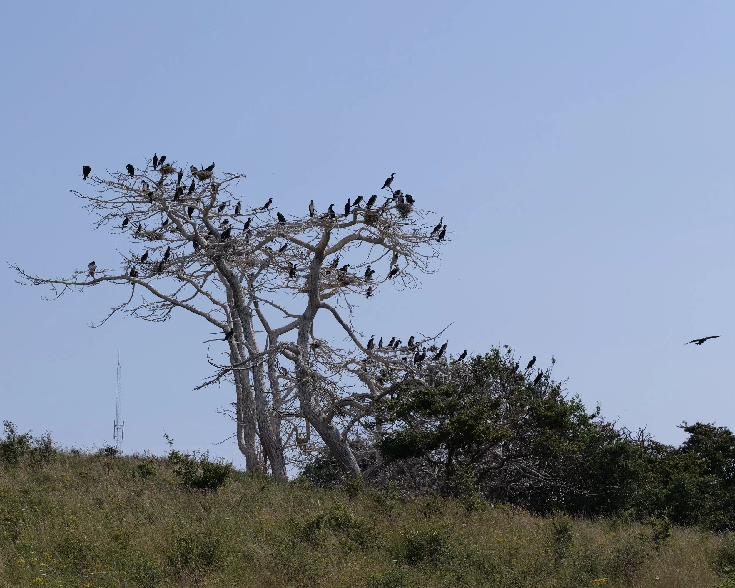 Cormorants Family Tree - Korsør, Denmark