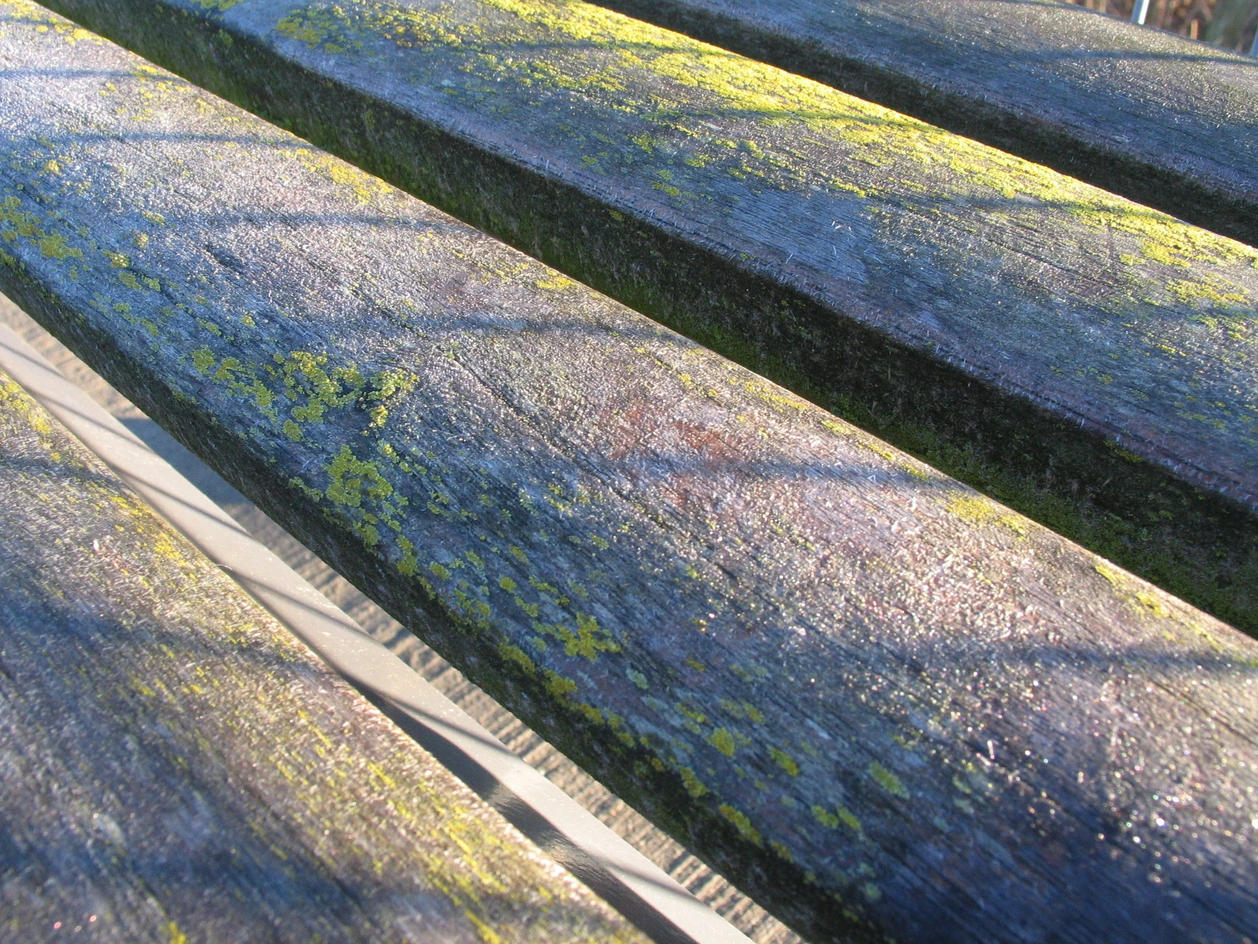 Rough with Algae - Virum Station, Virum, Denmark