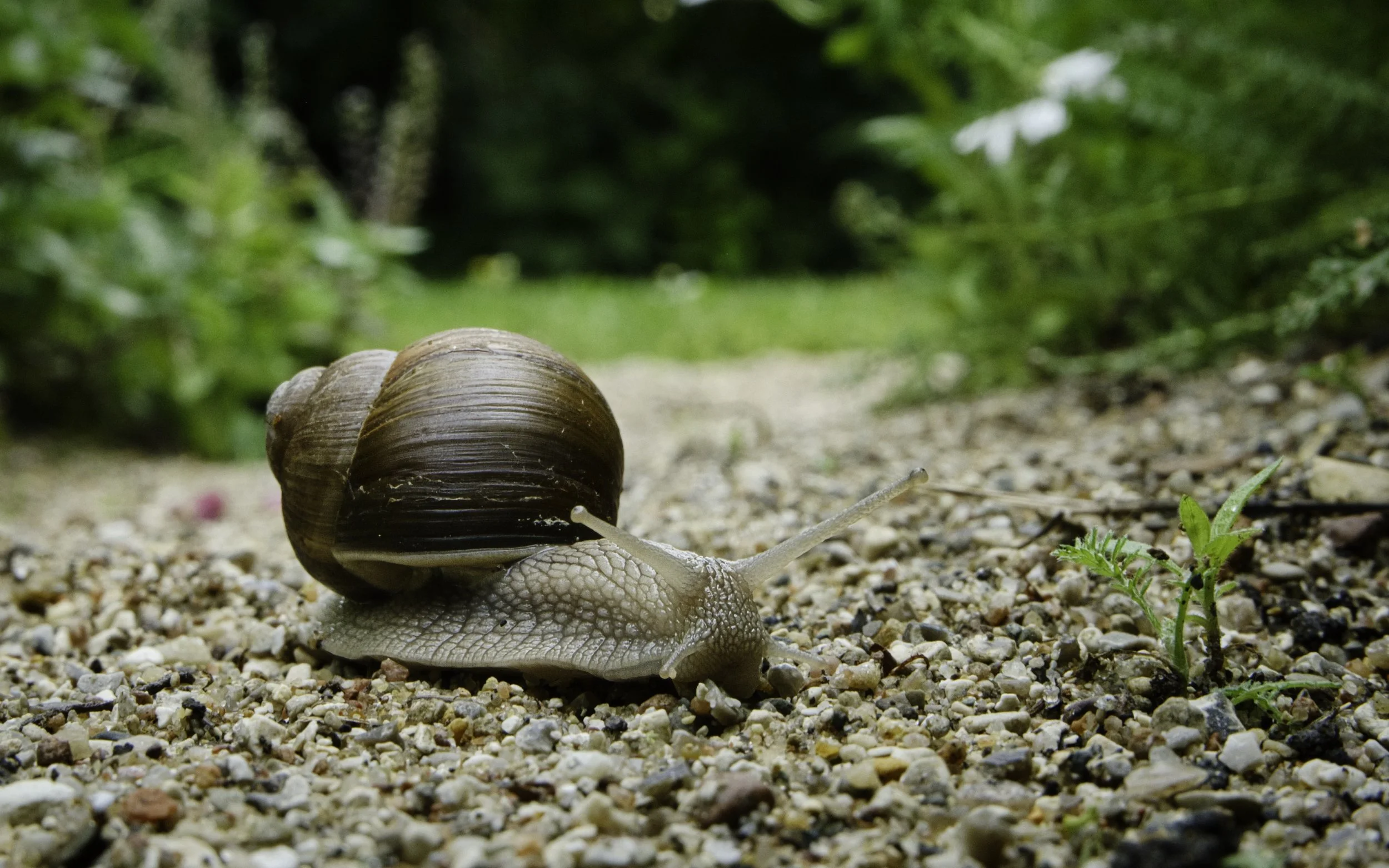 Grape Snail - Højelse, Denmark
