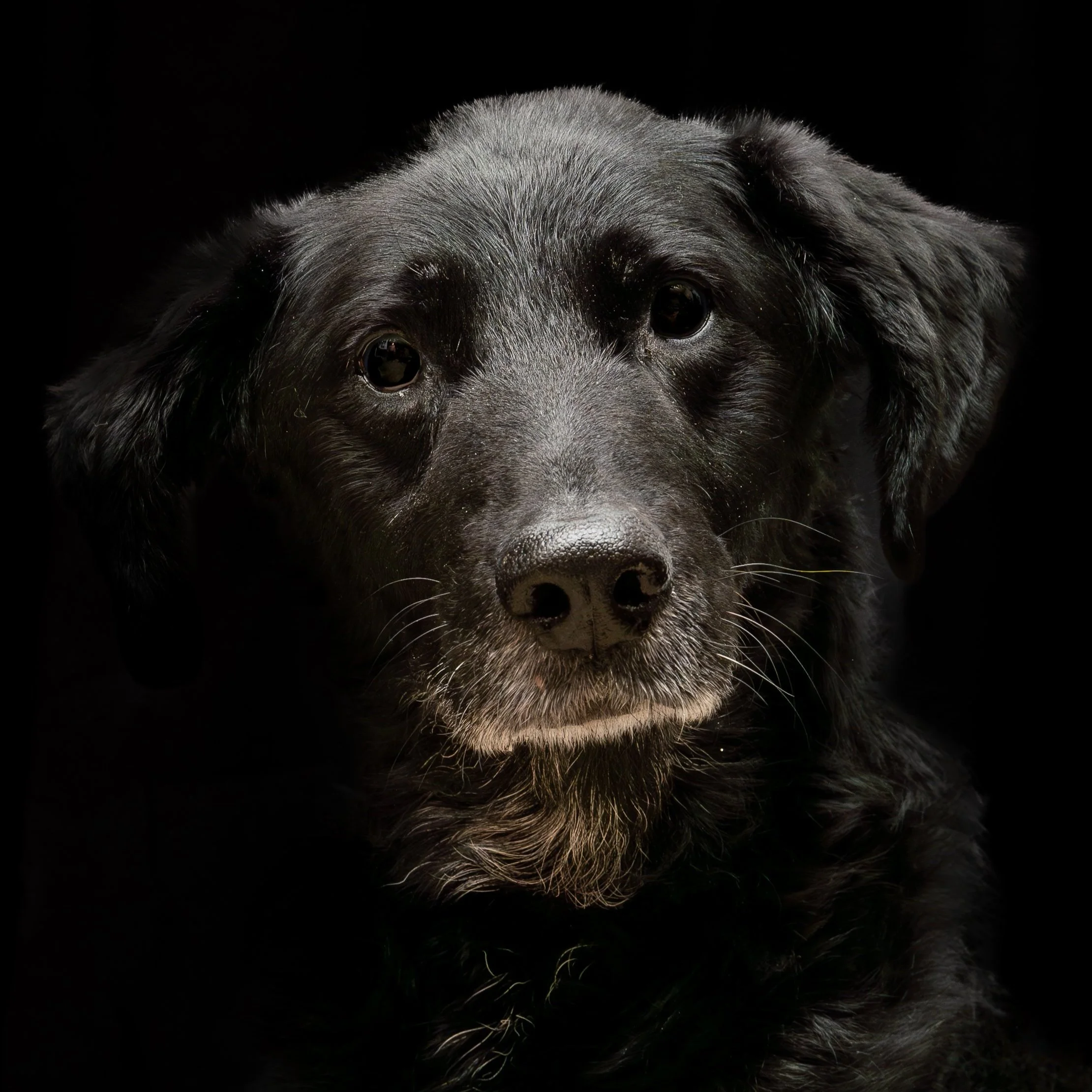 DSC03799-2-Avec accentuation-Bruit.jpg