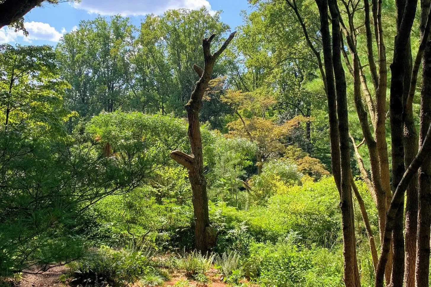 How and why to sculpt the dead tree in your backyard — Dear Avant Gardener