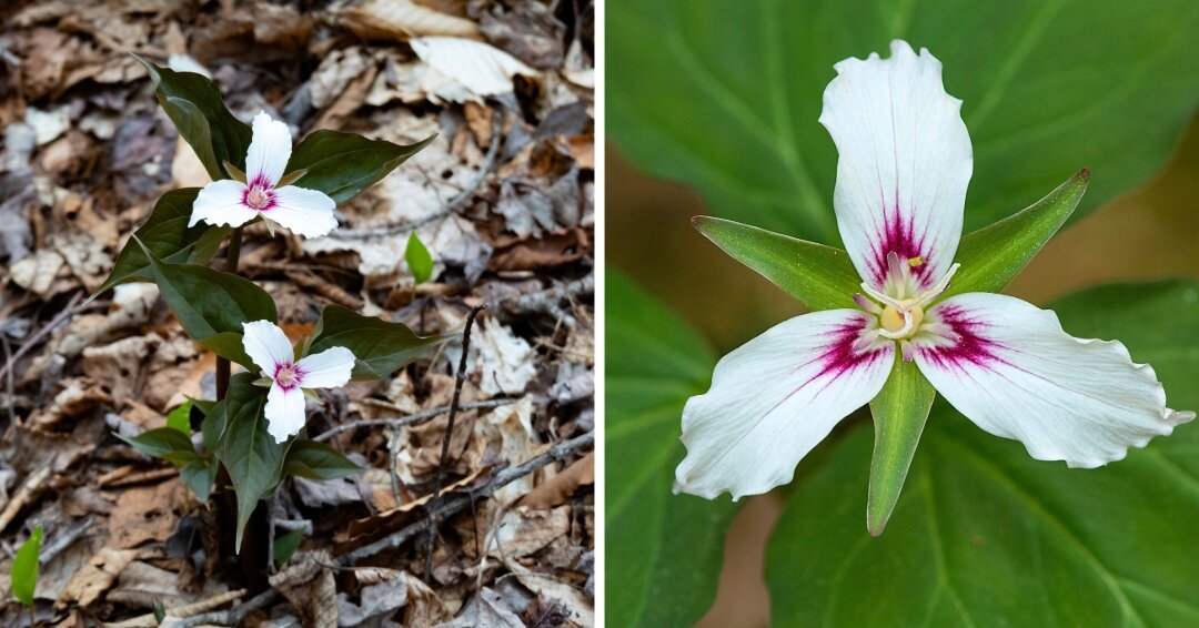 Ephemerals like trilliums, trout lilies, and spring beauties form colonies that flush the woods with delicate pops of color in early spring. Don&rsquo;t you just love, love, love them?!