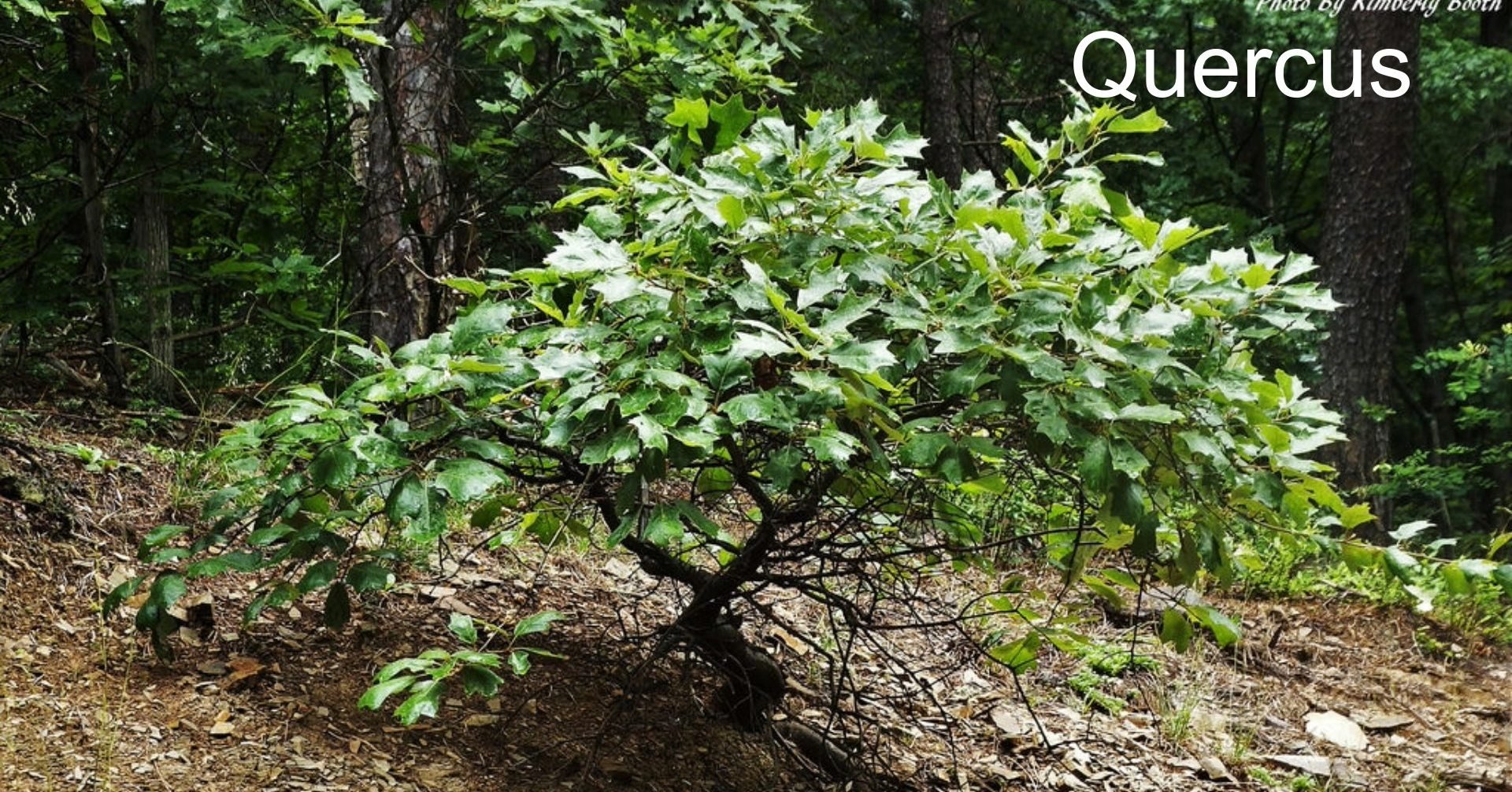 Can you identify the keystone of keystone trees? Hint: Yes, it comes in small sizes.