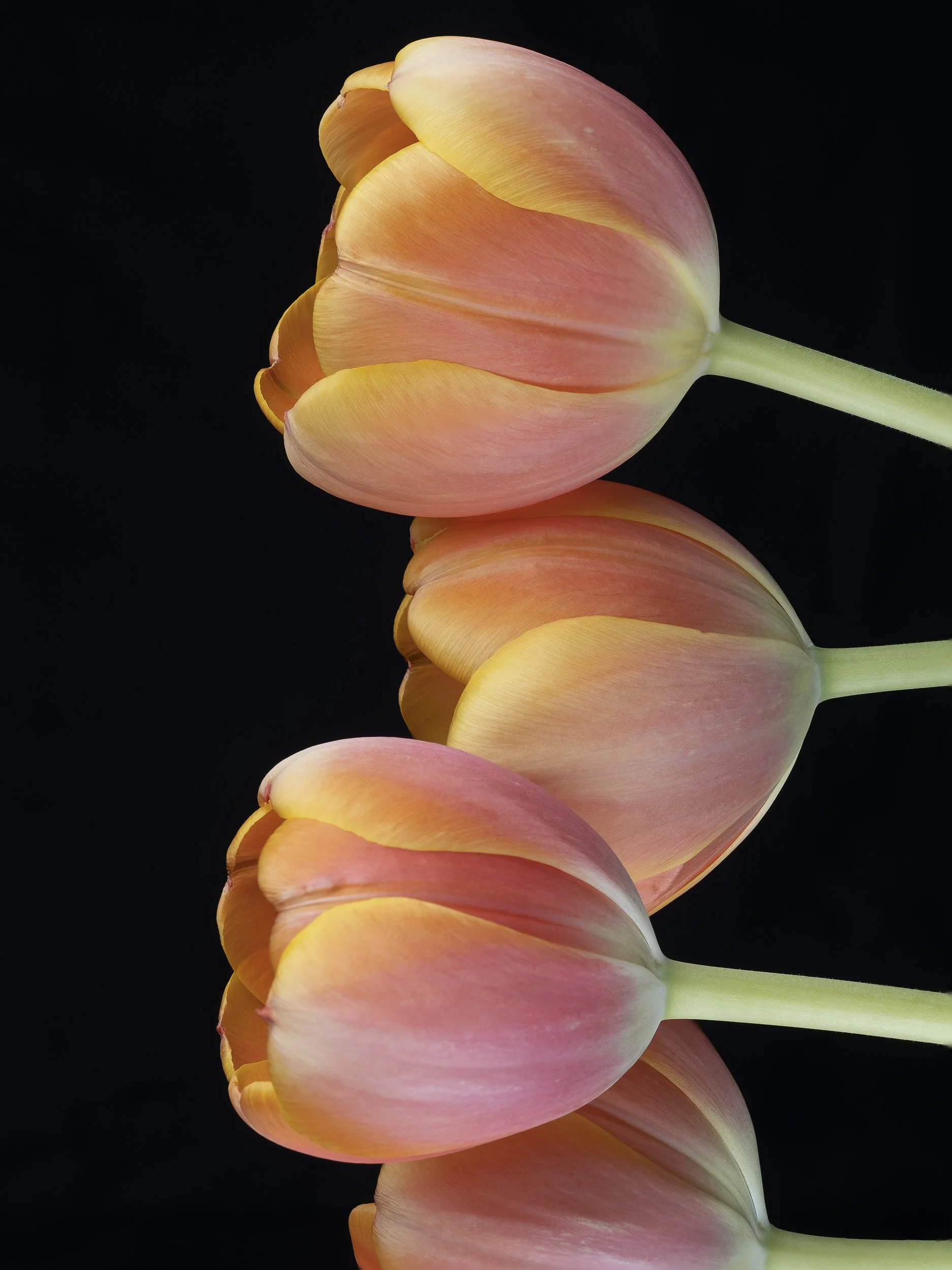 Tulip-4.jpg