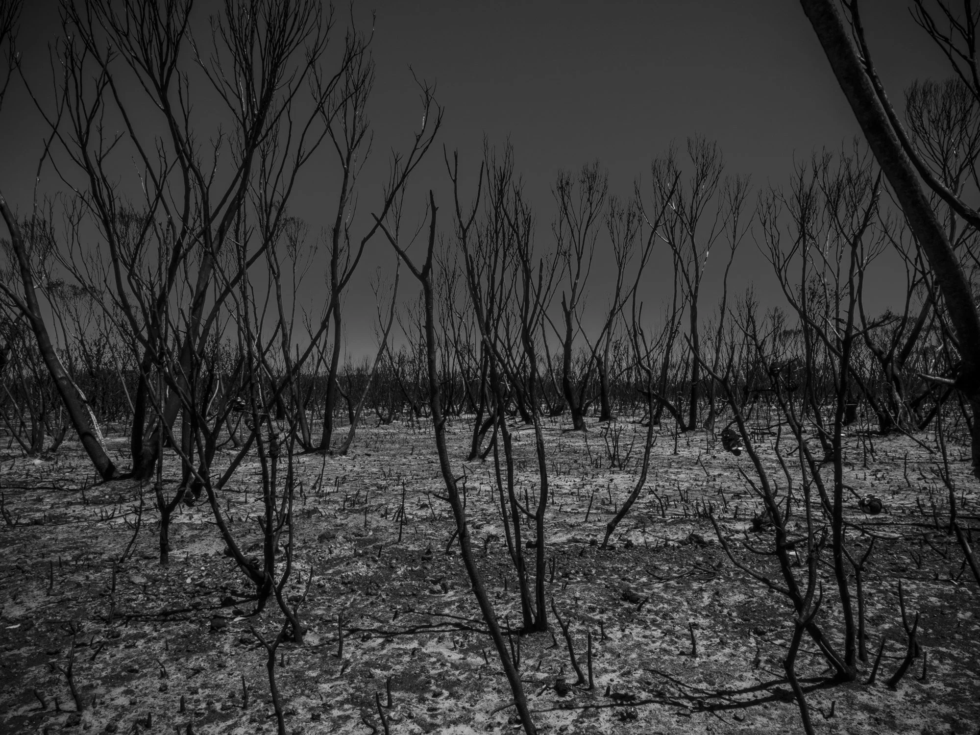 Great Australian Outdoors Magazine - 
Kangaroo Island Rising from the Ashes