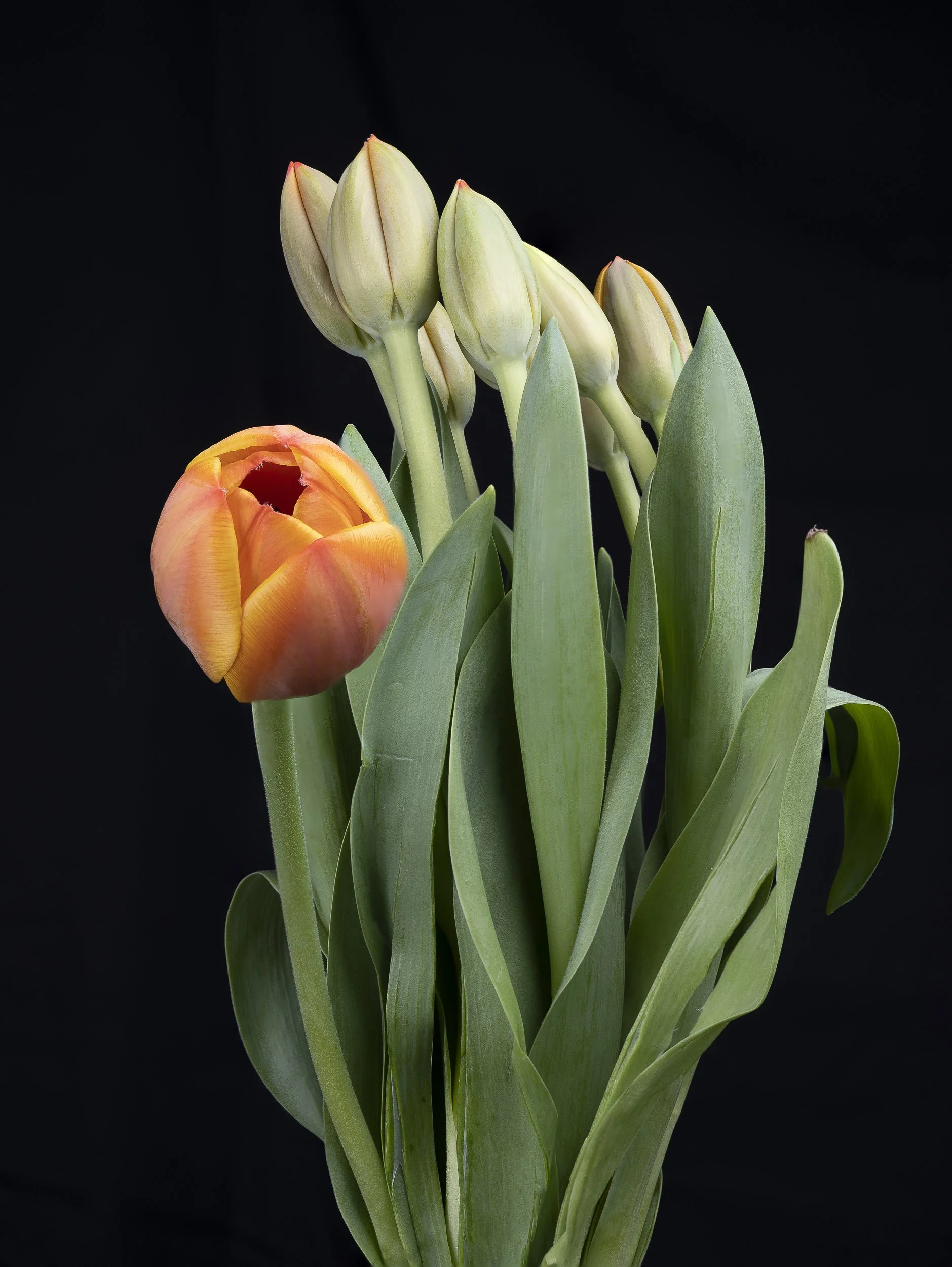 Tulip-1.jpg