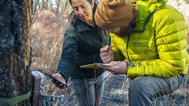 Dr. Jonaki Bhattacharyya is working for Gathering Voices Society to evaluate the effects of cultural burning on ungulate (hooved animal) behaviour.

Dr. Bhattacharyya joined us in spring to for our spring burns. She monitored post-burn ungulate behav