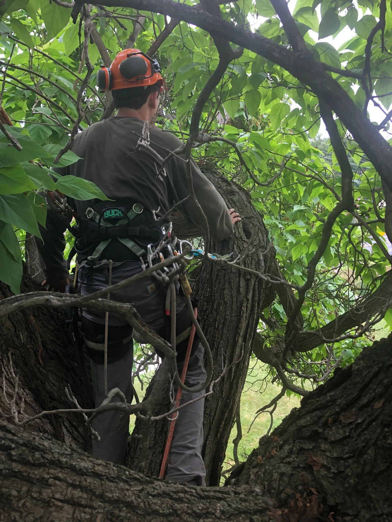 A person wearing a safety helmet and harness climbing or working in a large tree with dense green leaves.