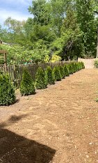 A row of neatly trimmed bushes along a dirt path, with trees and a fence in the background.