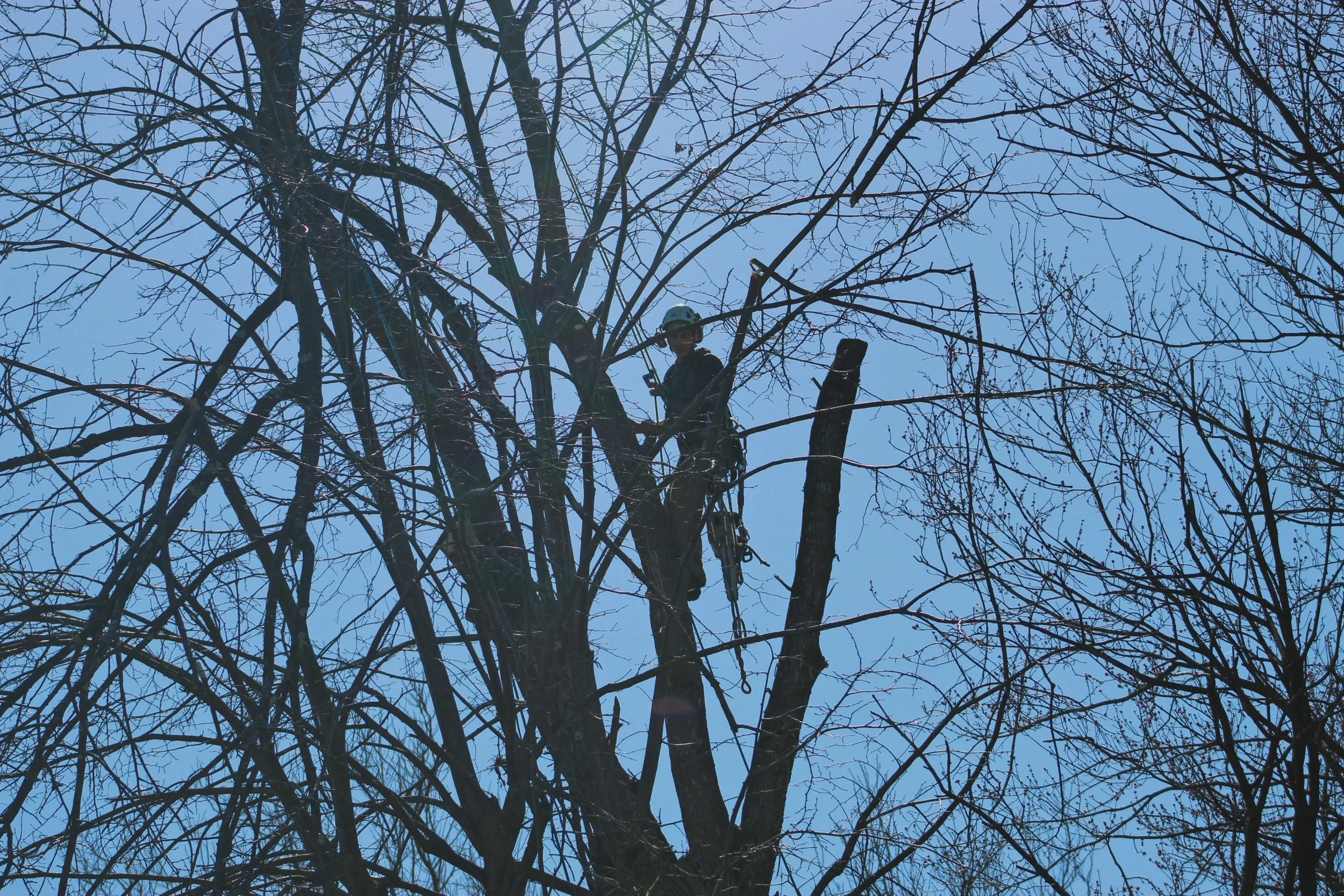 A person wearing a helmet and safety gear is high in a leafless tree, possibly performing tree trimming or pruning during daytime with a clear blue sky in the background.