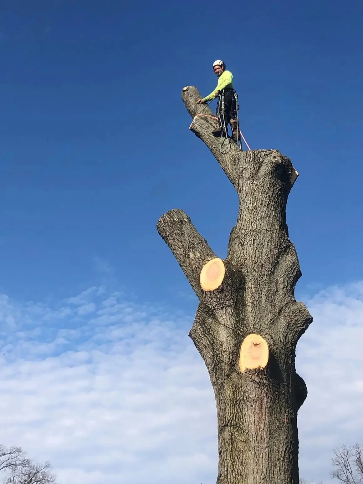 A person in safety gear cutting a large tree into sections at the top of a tall, trimmed tree with clear blue sky in the background.