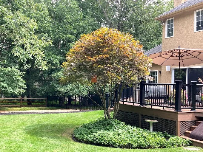 A backyard with a tree, a grassy lawn, a wooden deck with umbrella, and a house with windows.