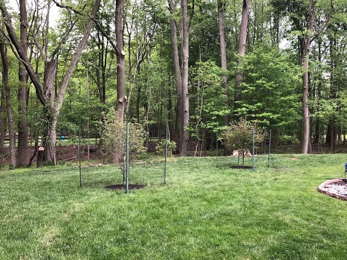 Backyard with four small trees supported by stakes, surrounded by green grass and tall trees in the wooded yard.