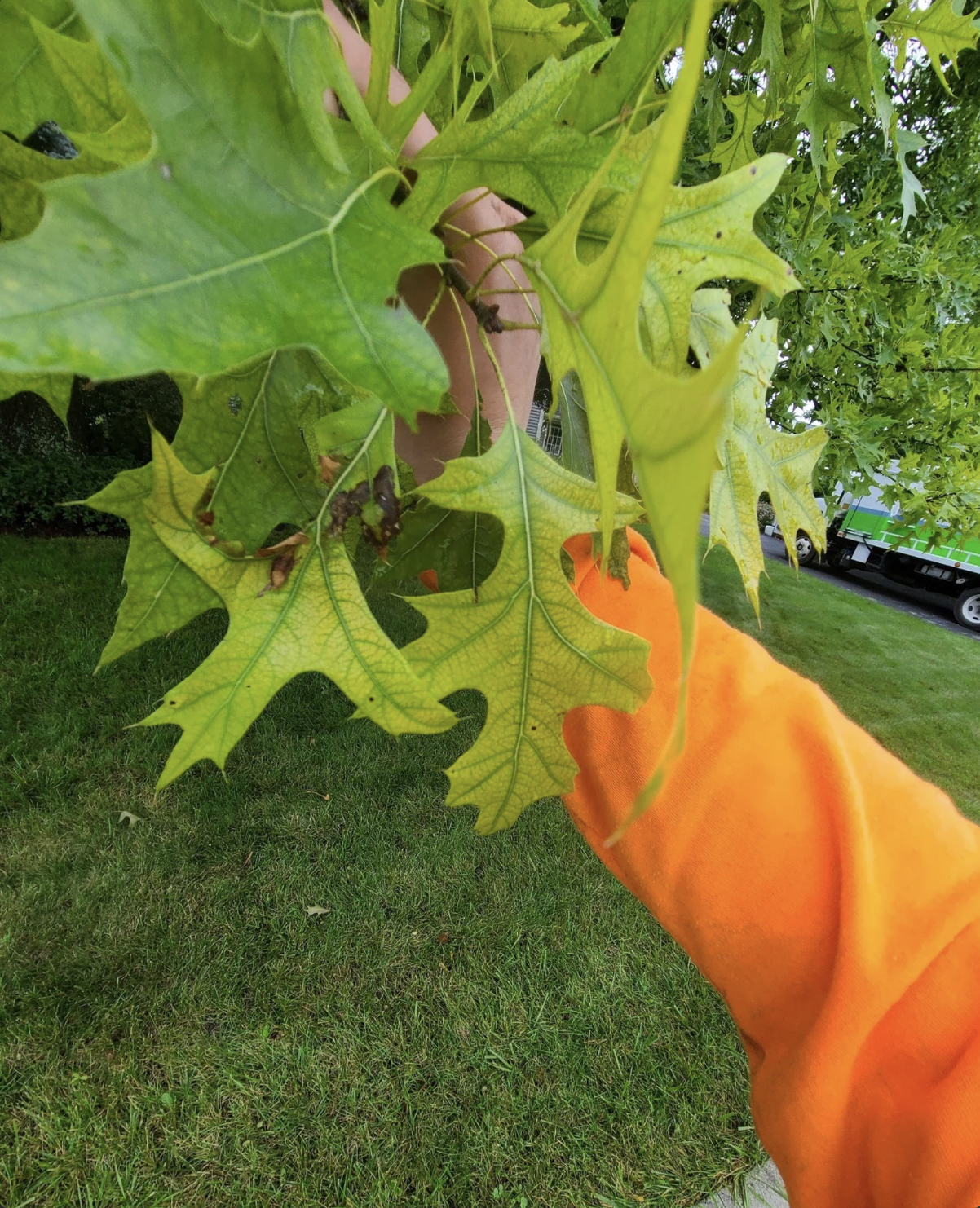 Close-up of green and yellow maple leaves with an orange leaf in the foreground, against a background of grass, trees, and parked trucks.