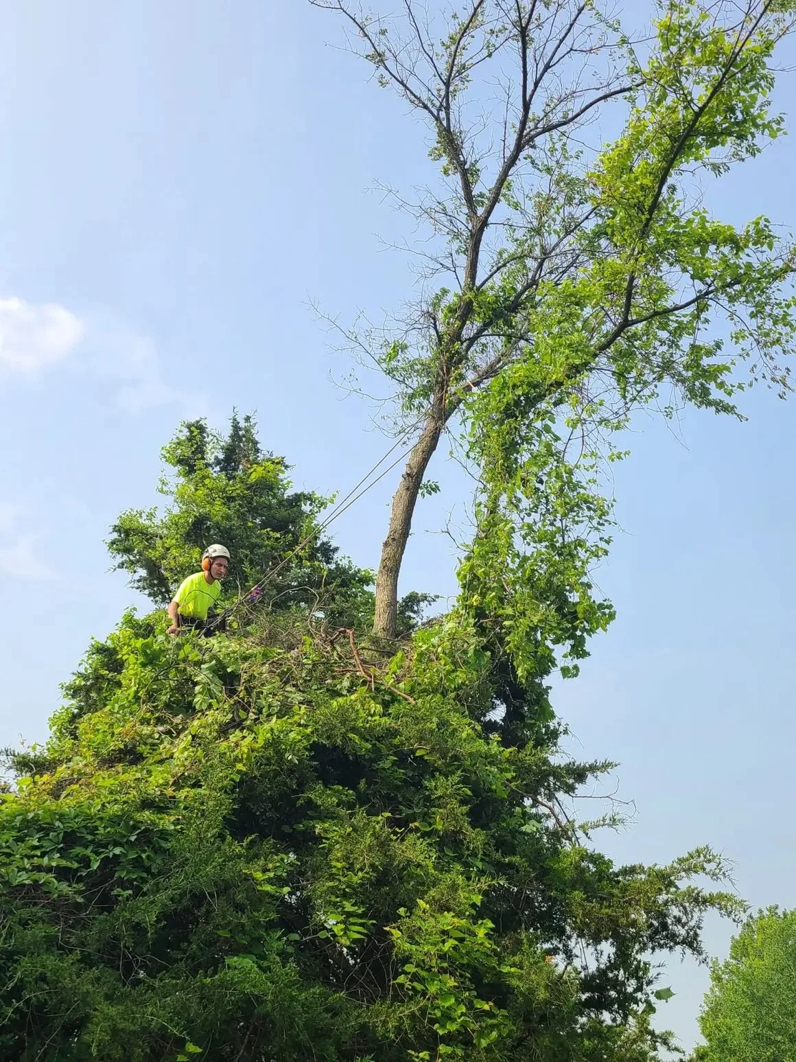 A worker wearing a helmet and bright yellow shirt cutting a tall tree with a chainsaw in a lush green area with a clear blue sky.
