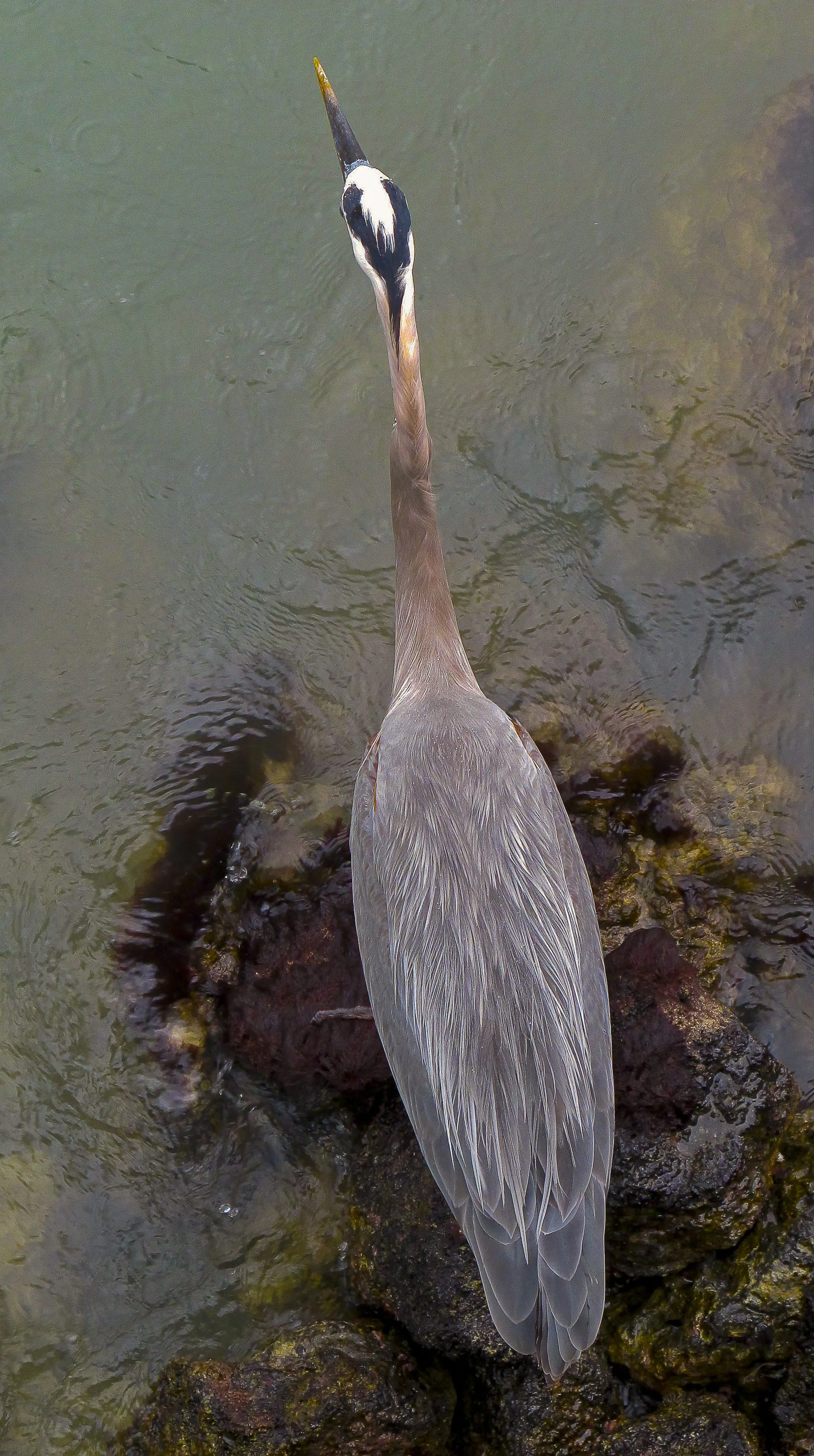 2014 Galap GBH.jpg