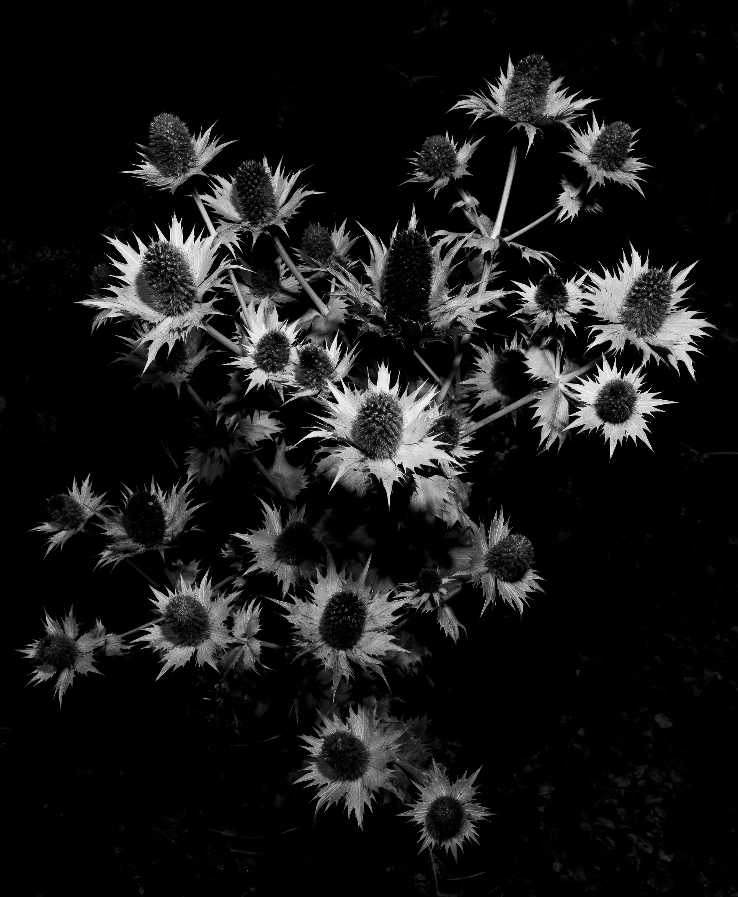 _CHR0445.jpg