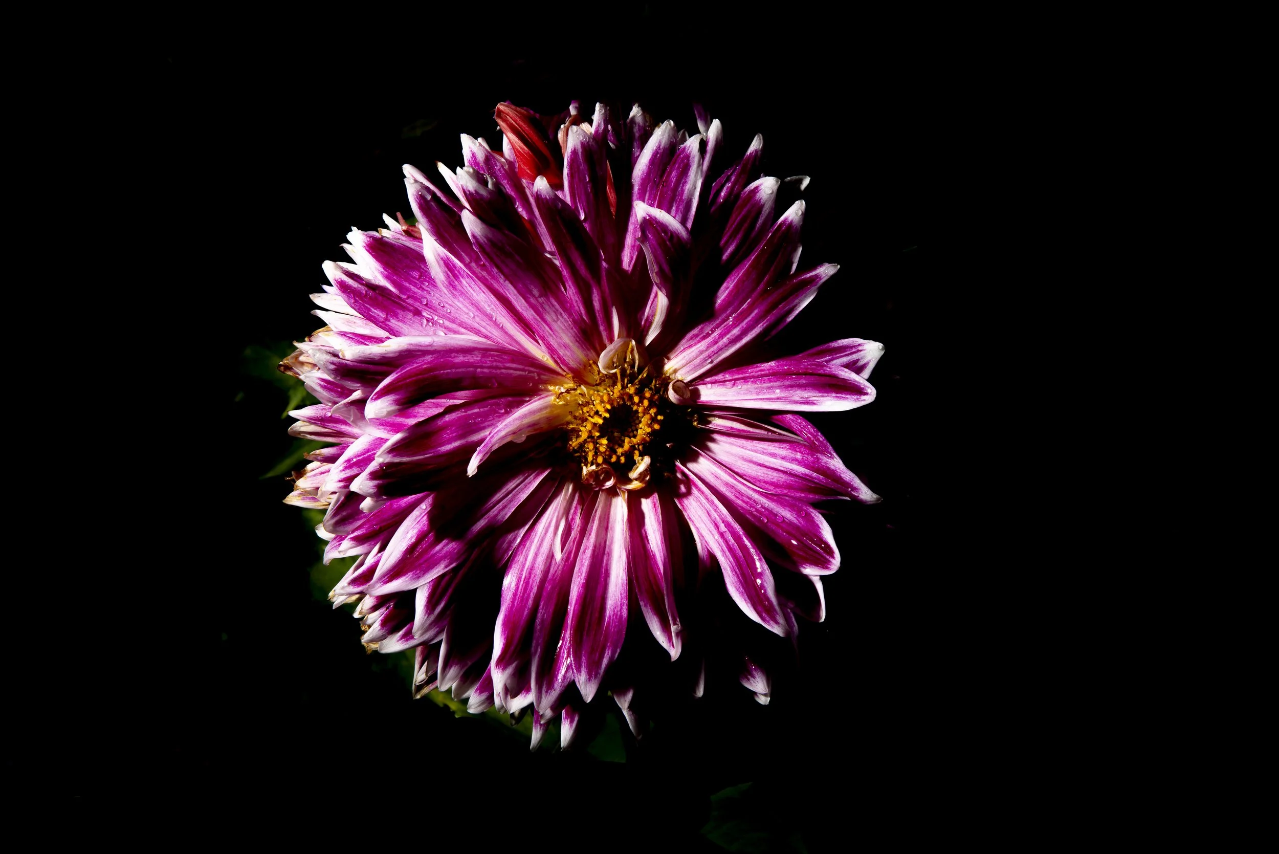 magenta dahlia with white tips.jpg
