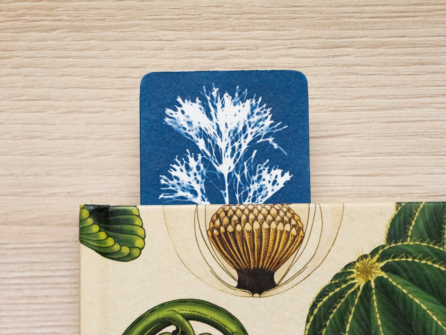DIY Cyanotype Post Card Kit – The Inspired Toy