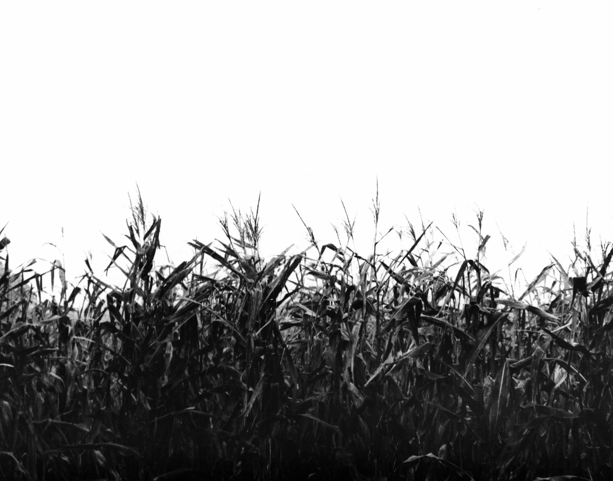 Mortensen corn field. Ames, Iowa.jpg