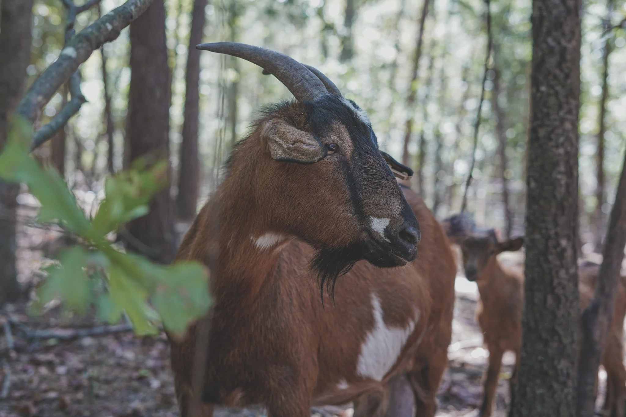 The Farm — Peculiar Pig Farm