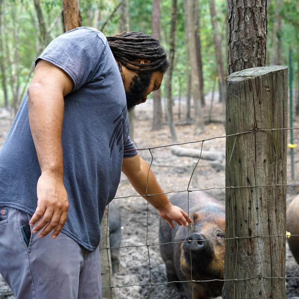 The Farm — Peculiar Pig Farm